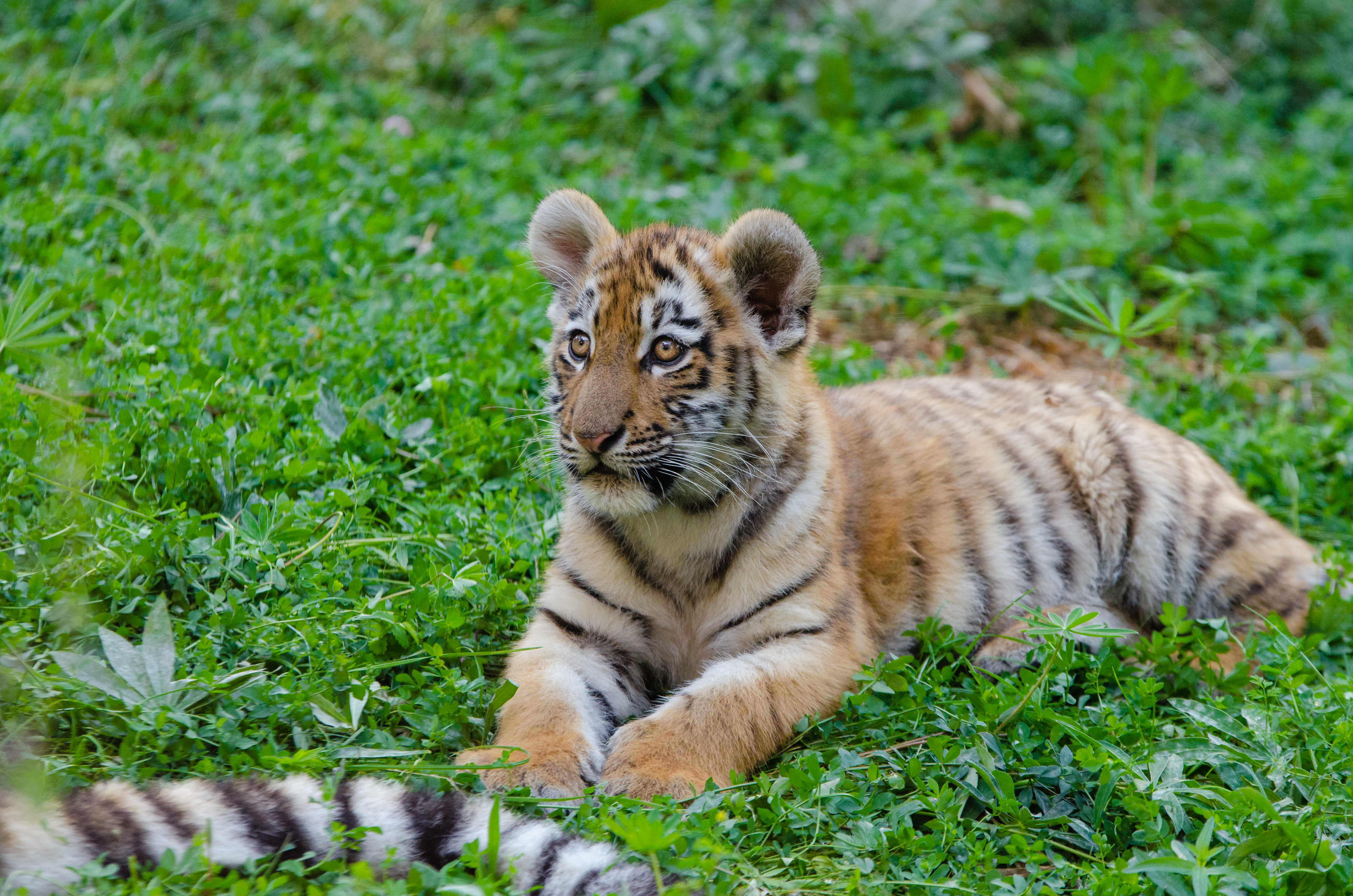 Siberian tiger cub photo