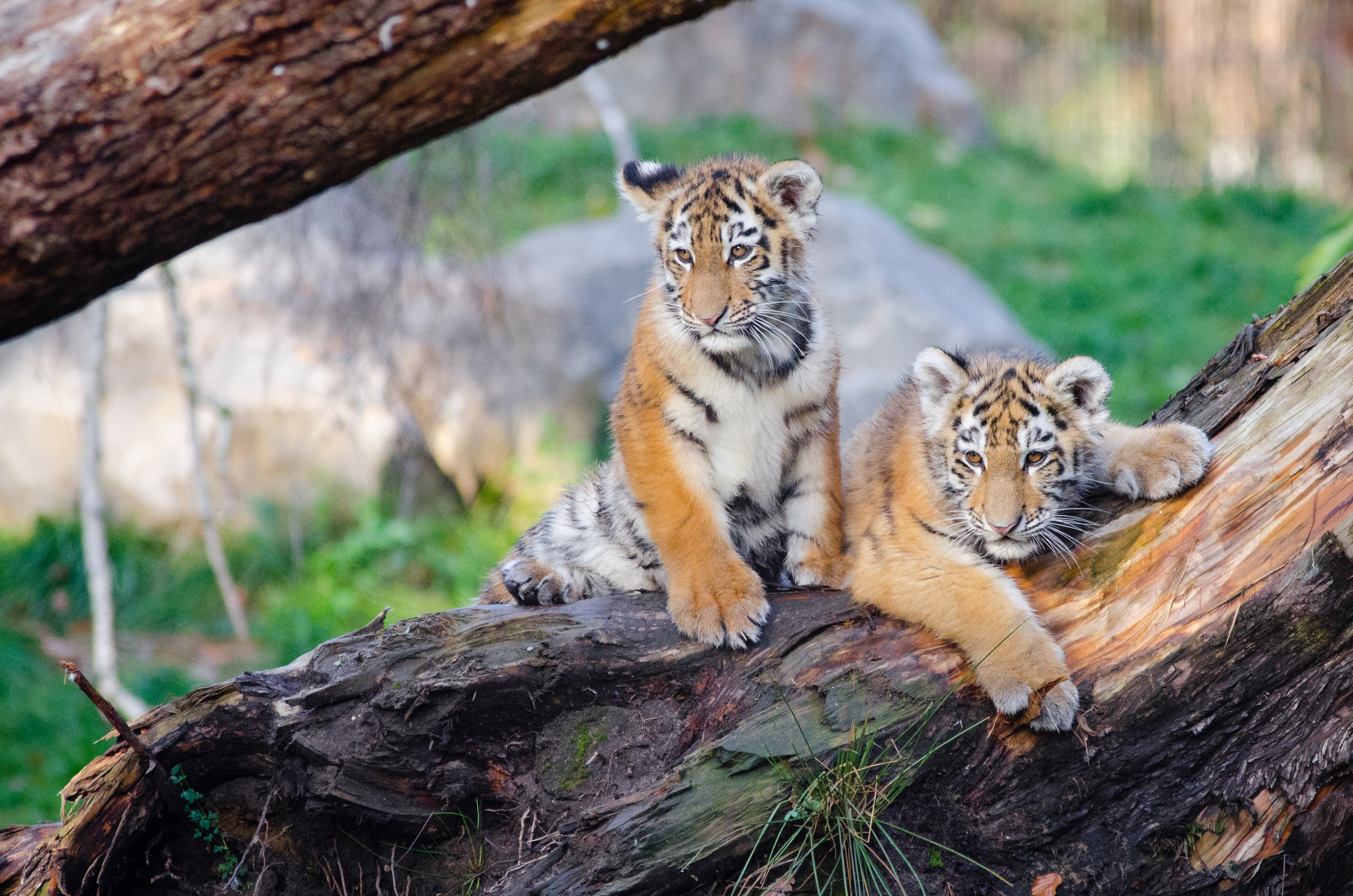 Siberian tiger cubs photo