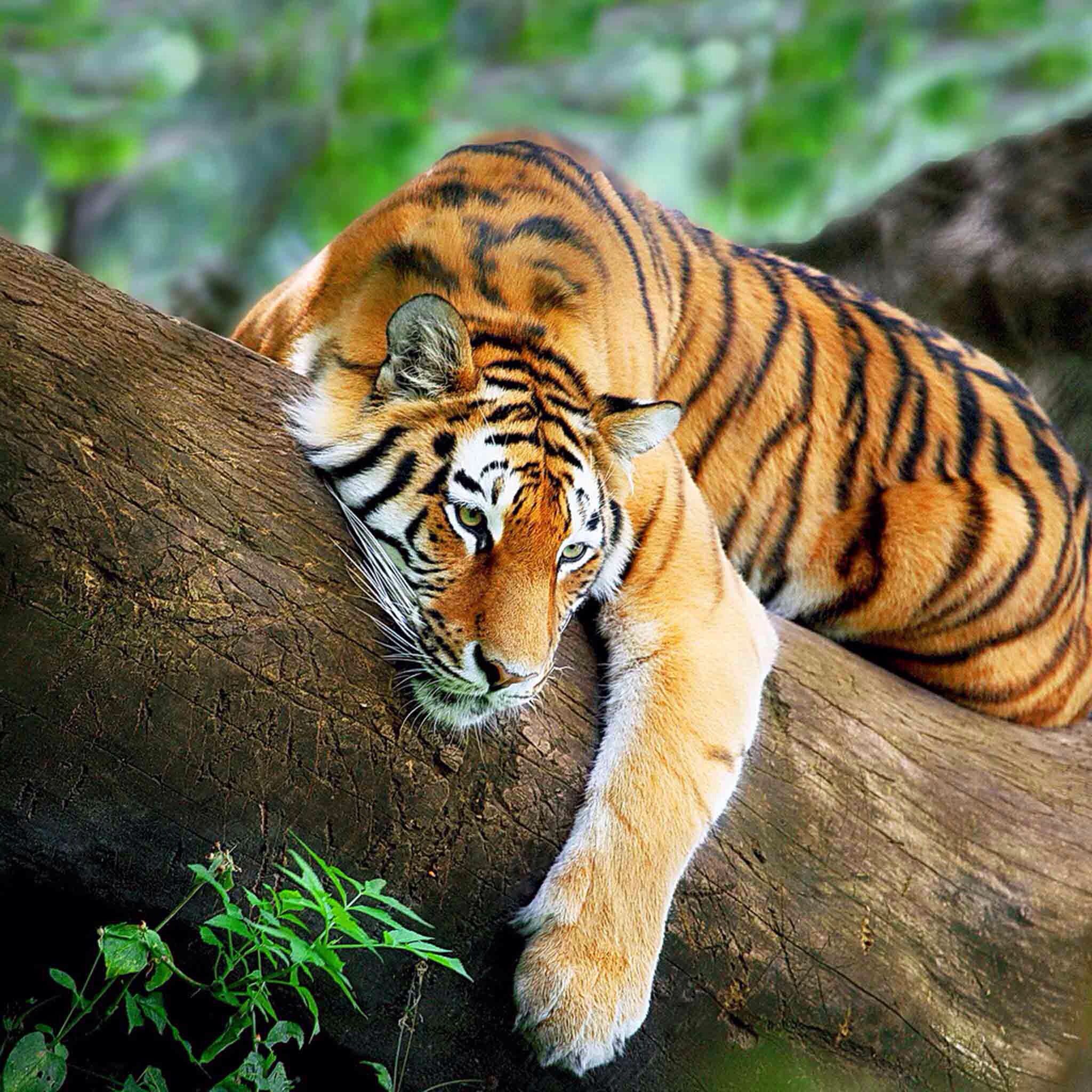 Siberian tiger resting photo