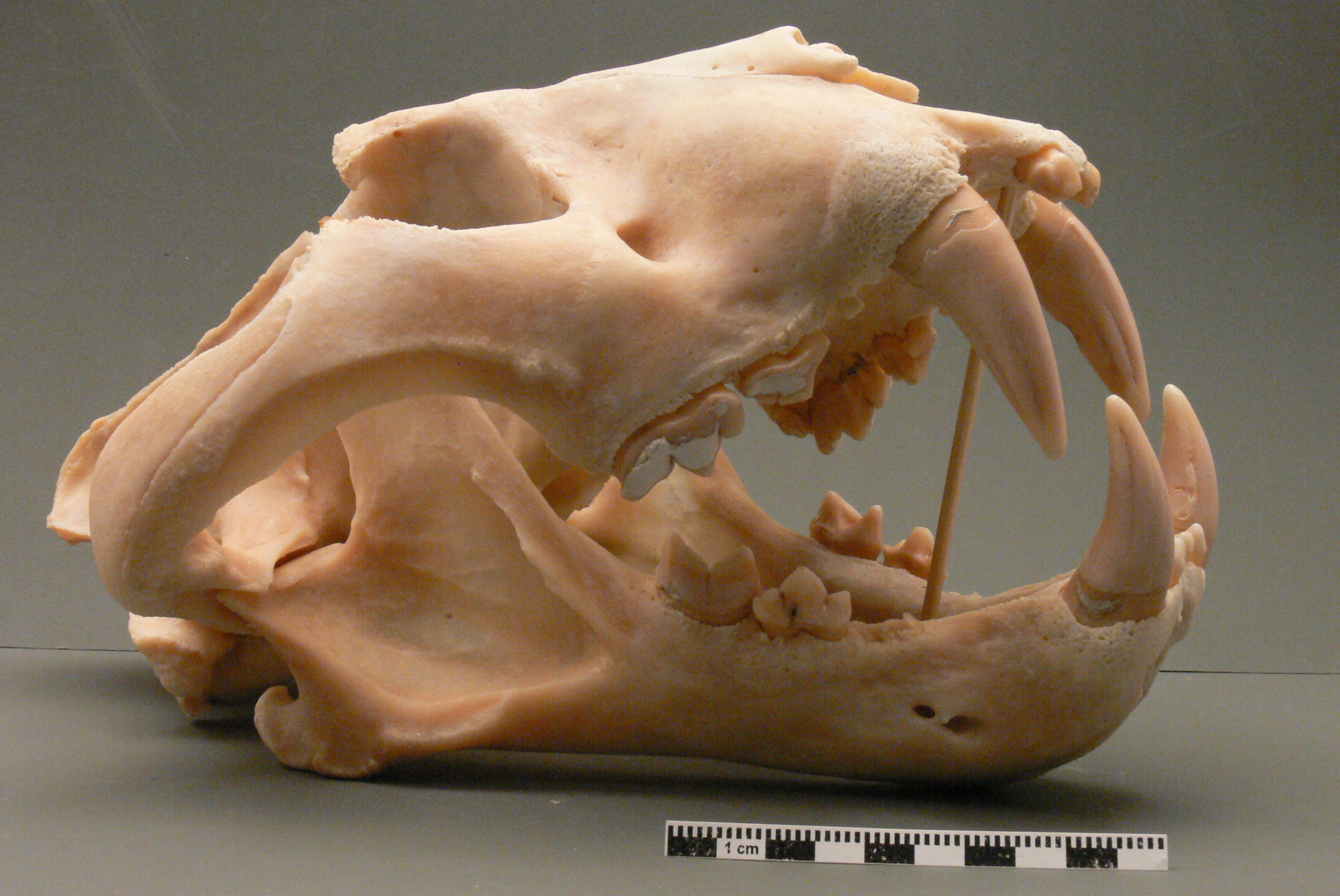 Siberian tiger skull photo