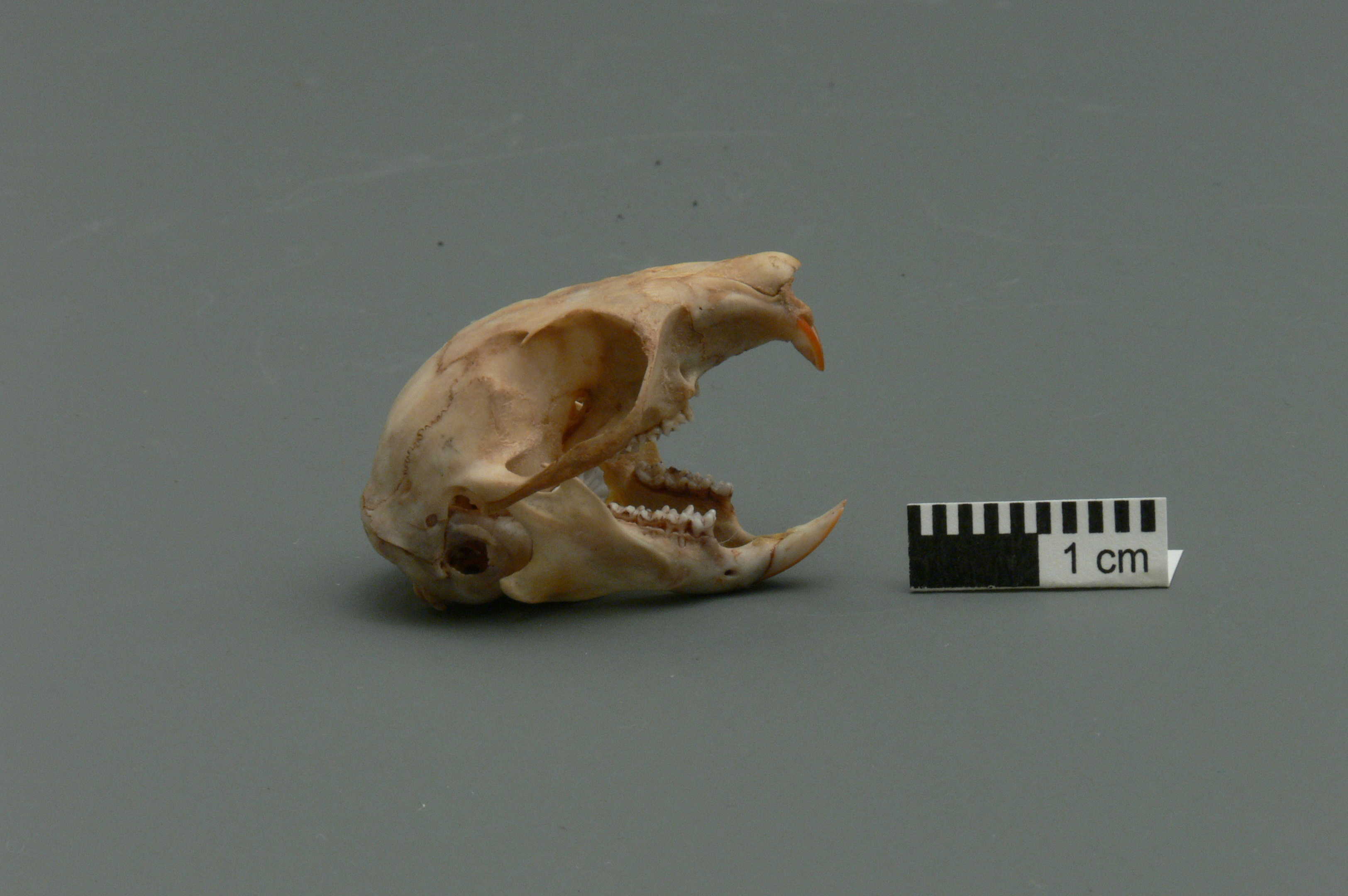 Skulls and Teeth · University of Puget Sound