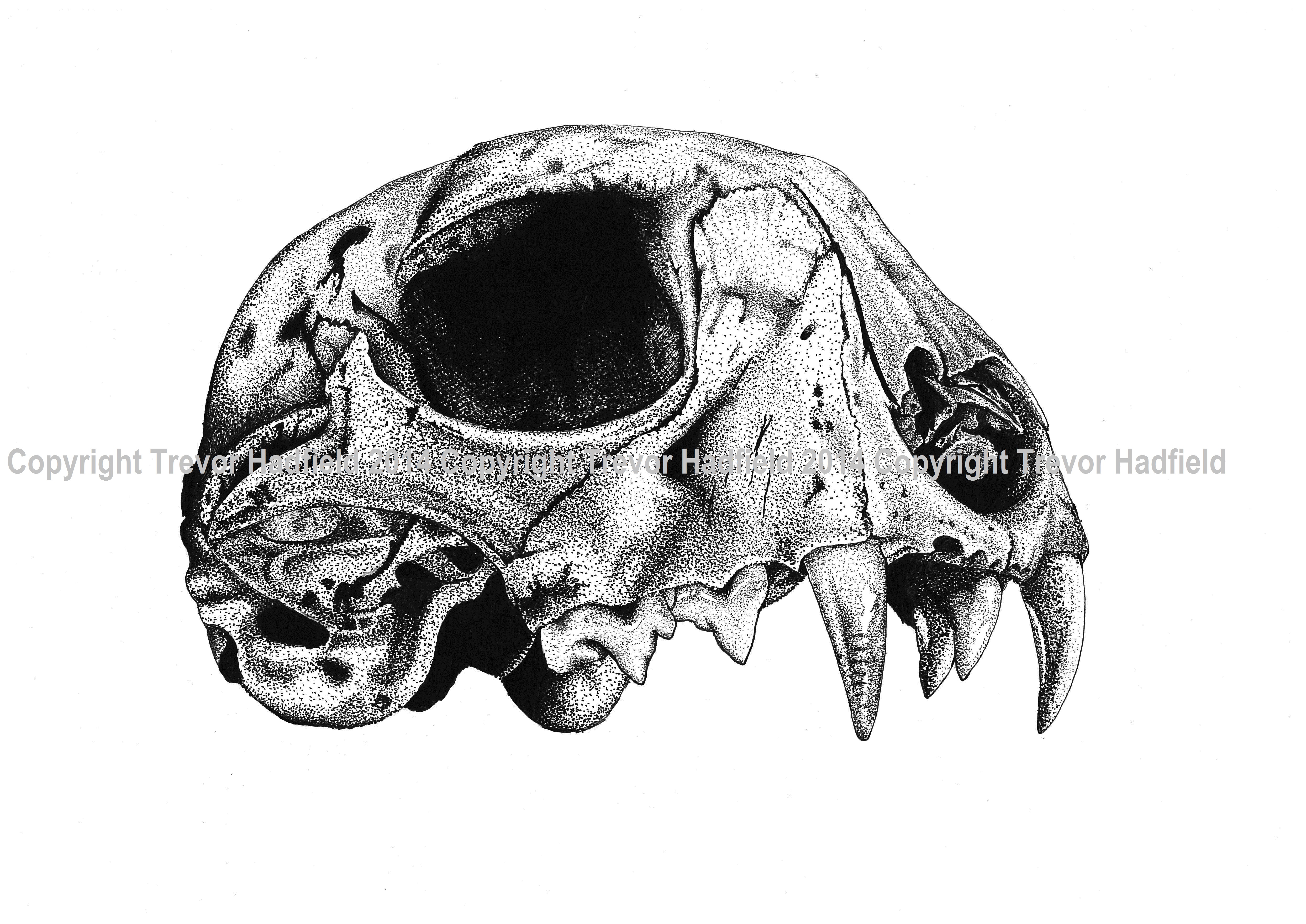 Siberian Tiger Skull | Trevor Hadfield
