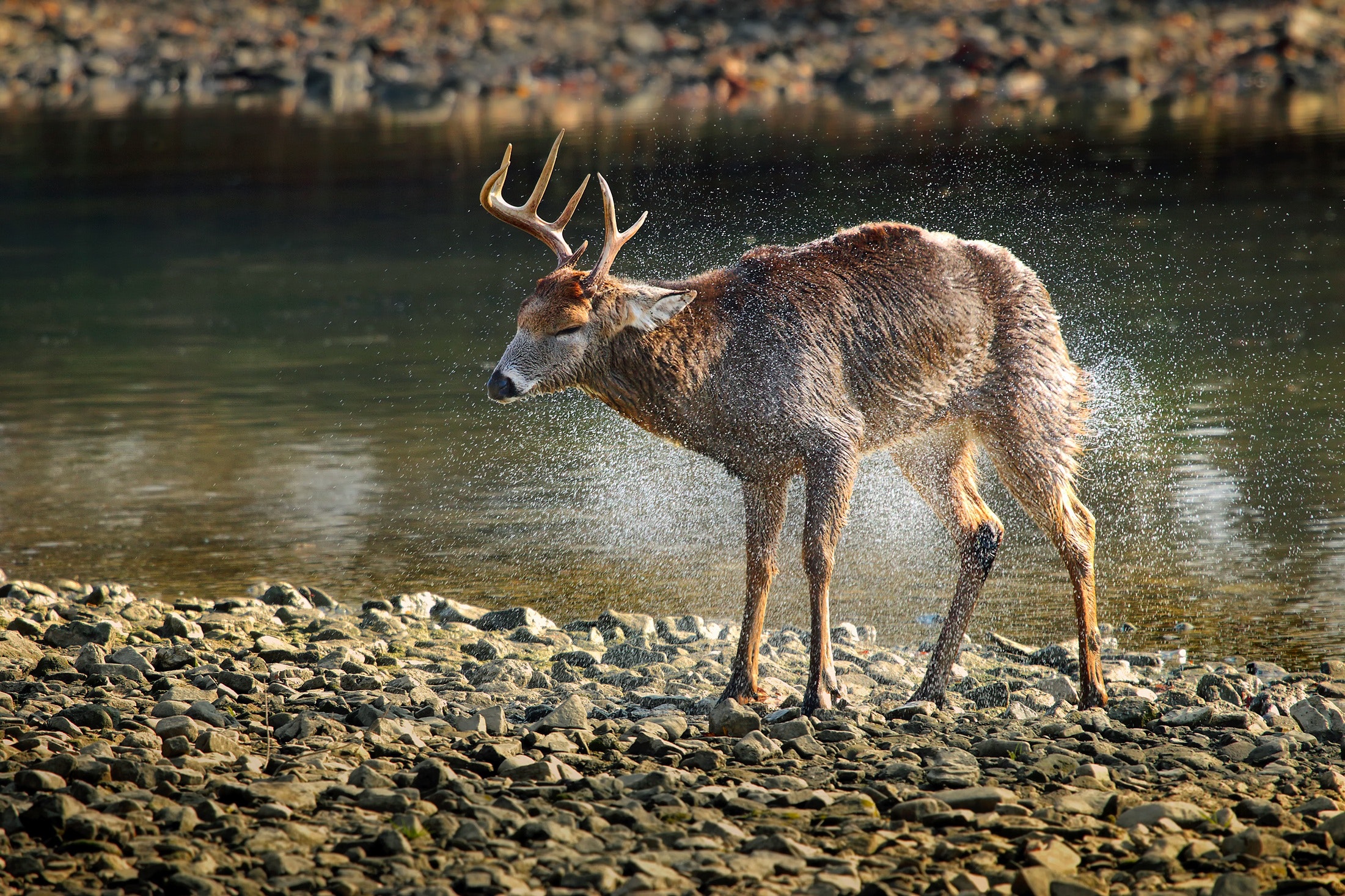 Side view of deer walking in lake at forest photo