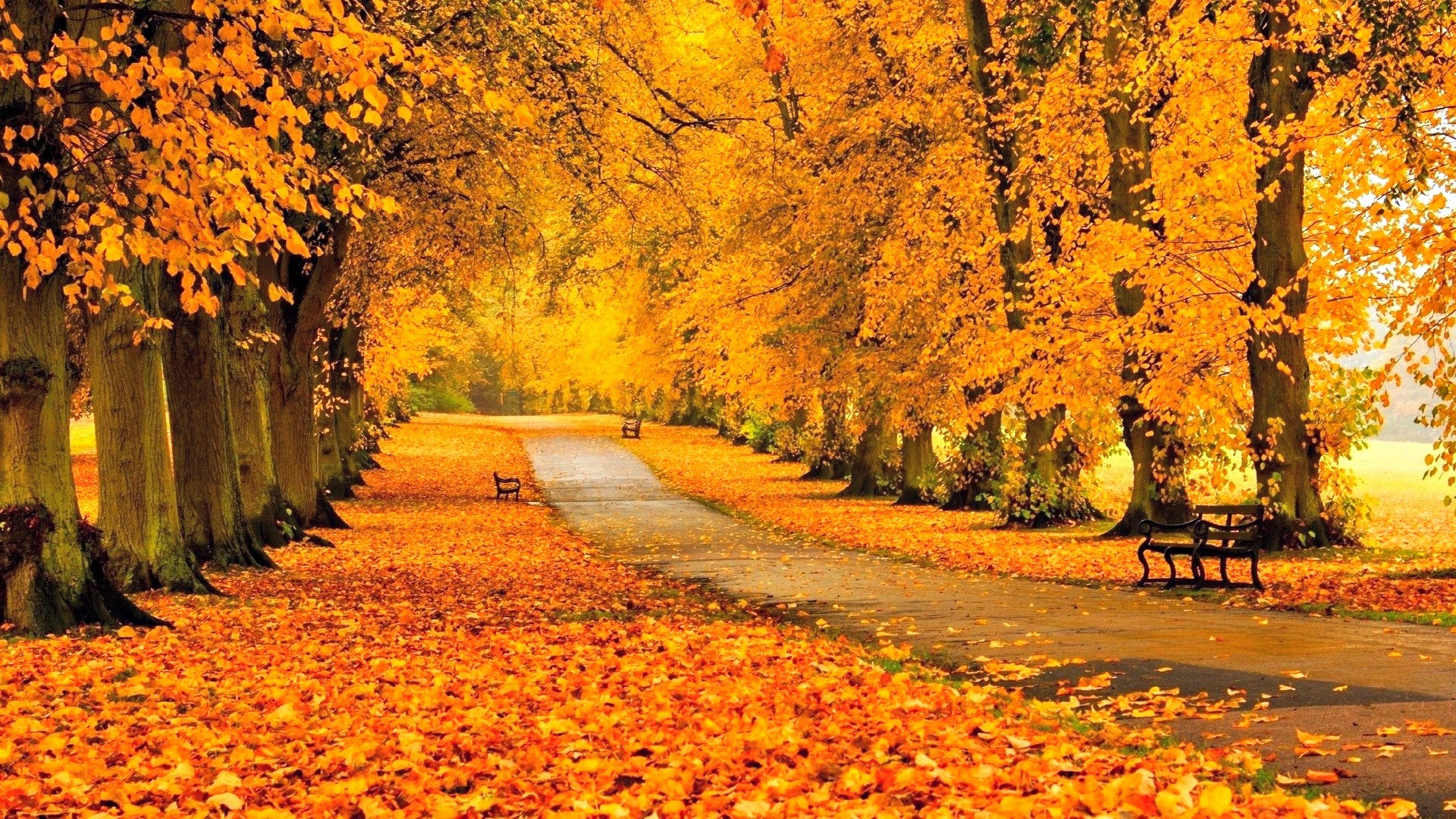 Other: Autumn Park Path Sidewalk Trees Benches Fall Leaves Walkway ...