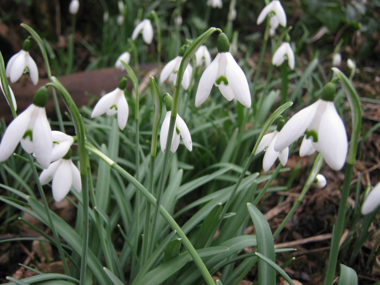 8 Signs of spring to look out for | The Wildlife Trust for ...