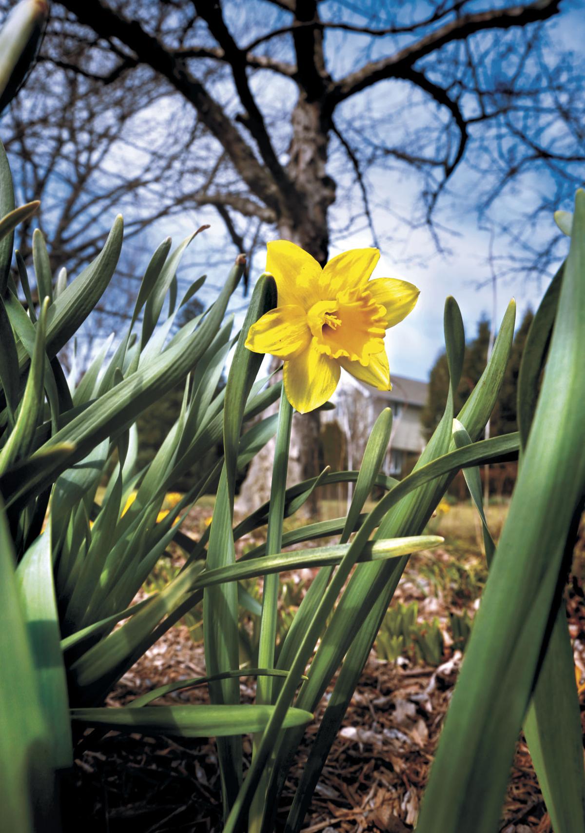 Signs of Spring | News | winchesterstar.com