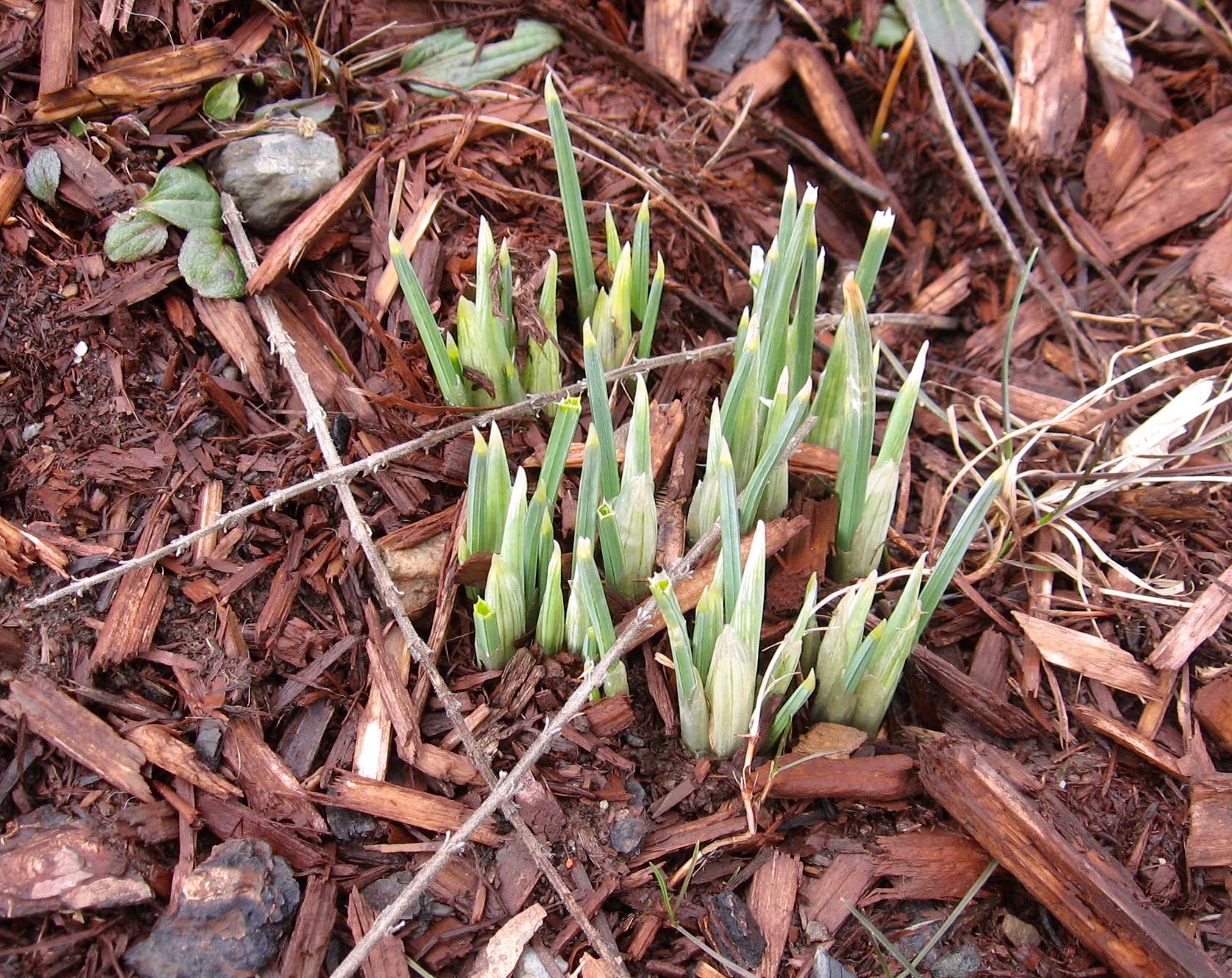 Dig This First Signs of Spring
