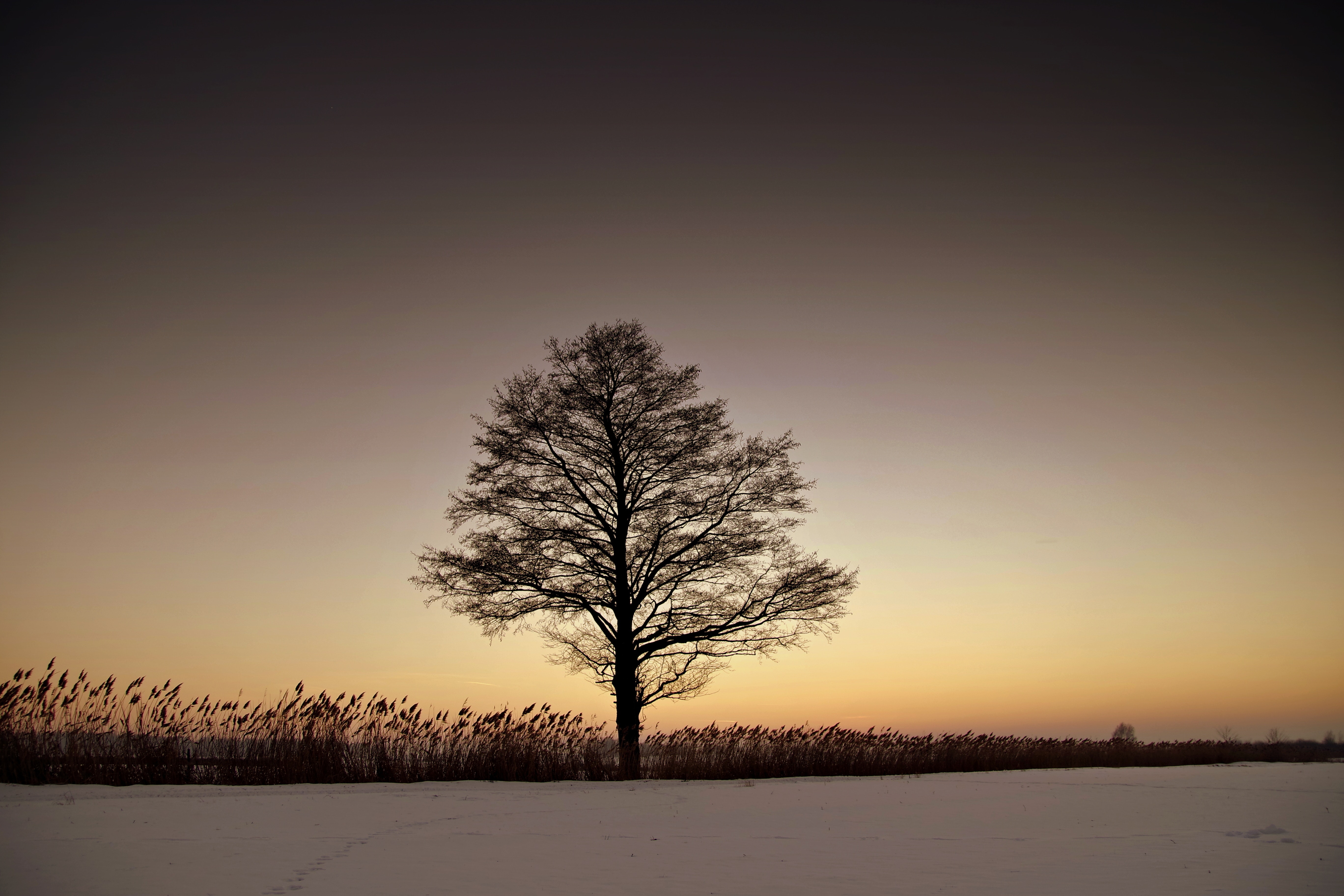Silhouette bare tree on landscape against sky during sunset photo