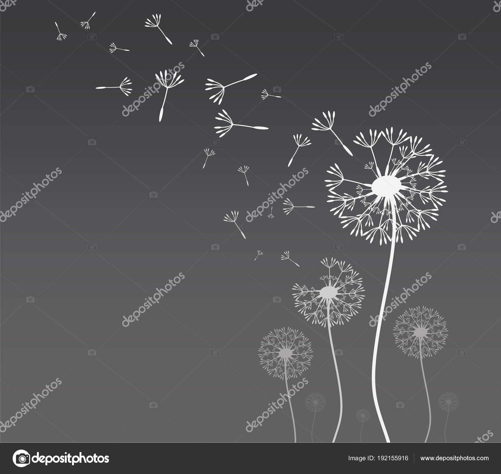 Dandelion silhouette with flying dandelion buds — Stock Vector ...