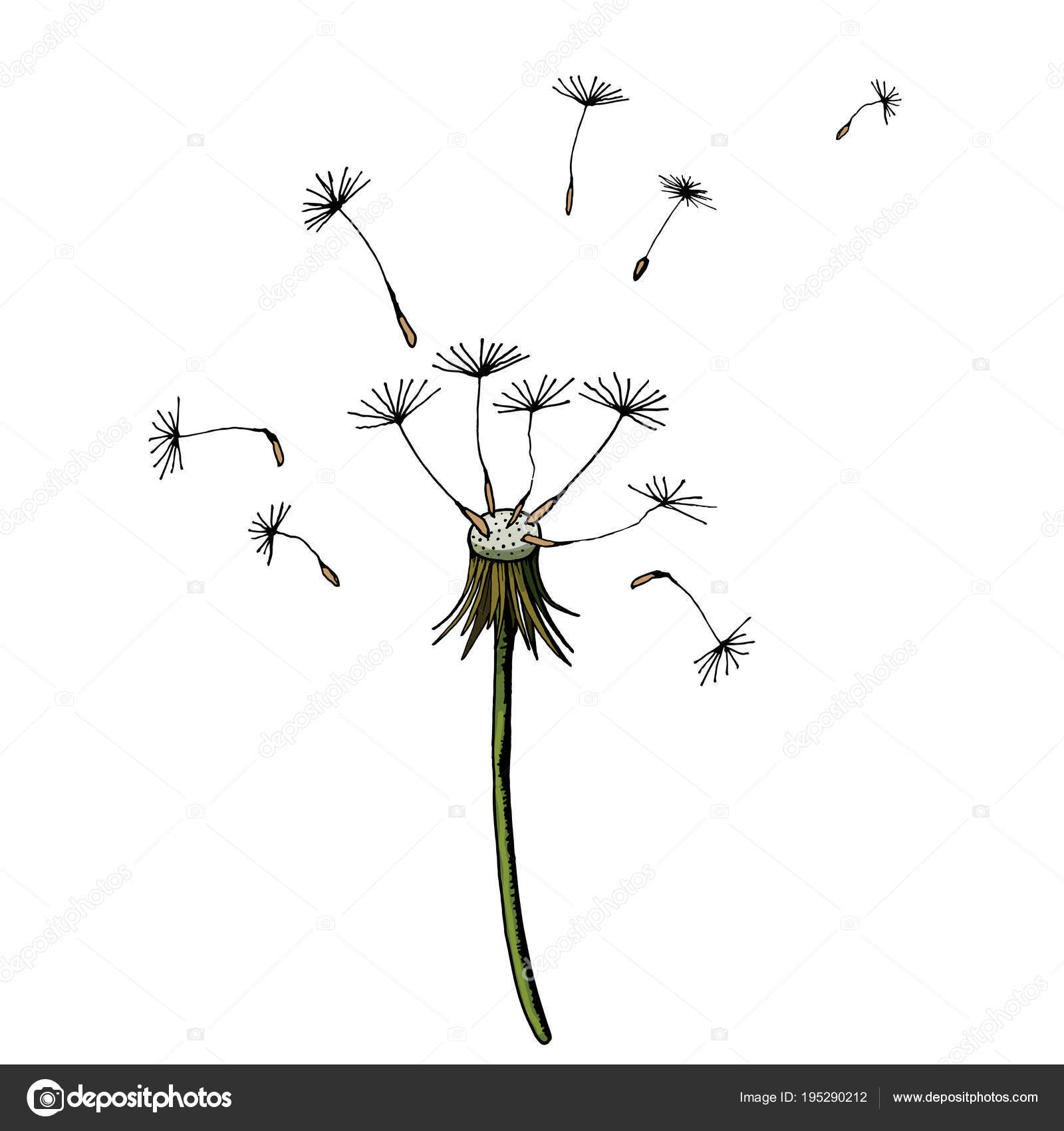 Vector Dandelion blowing silhouette. Flying blow dandelion buds ...