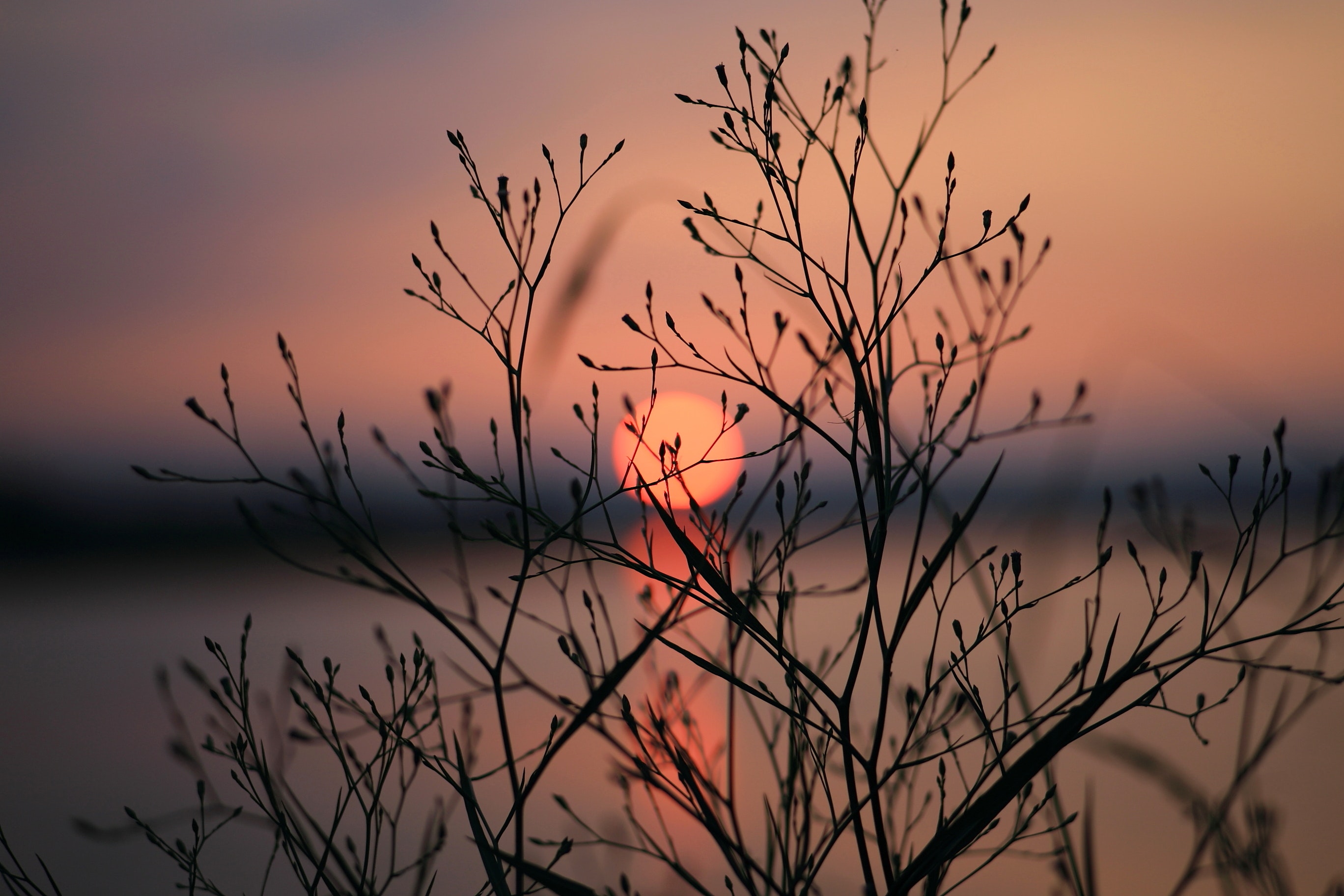 Silhouette of bare tree during sunset photo
