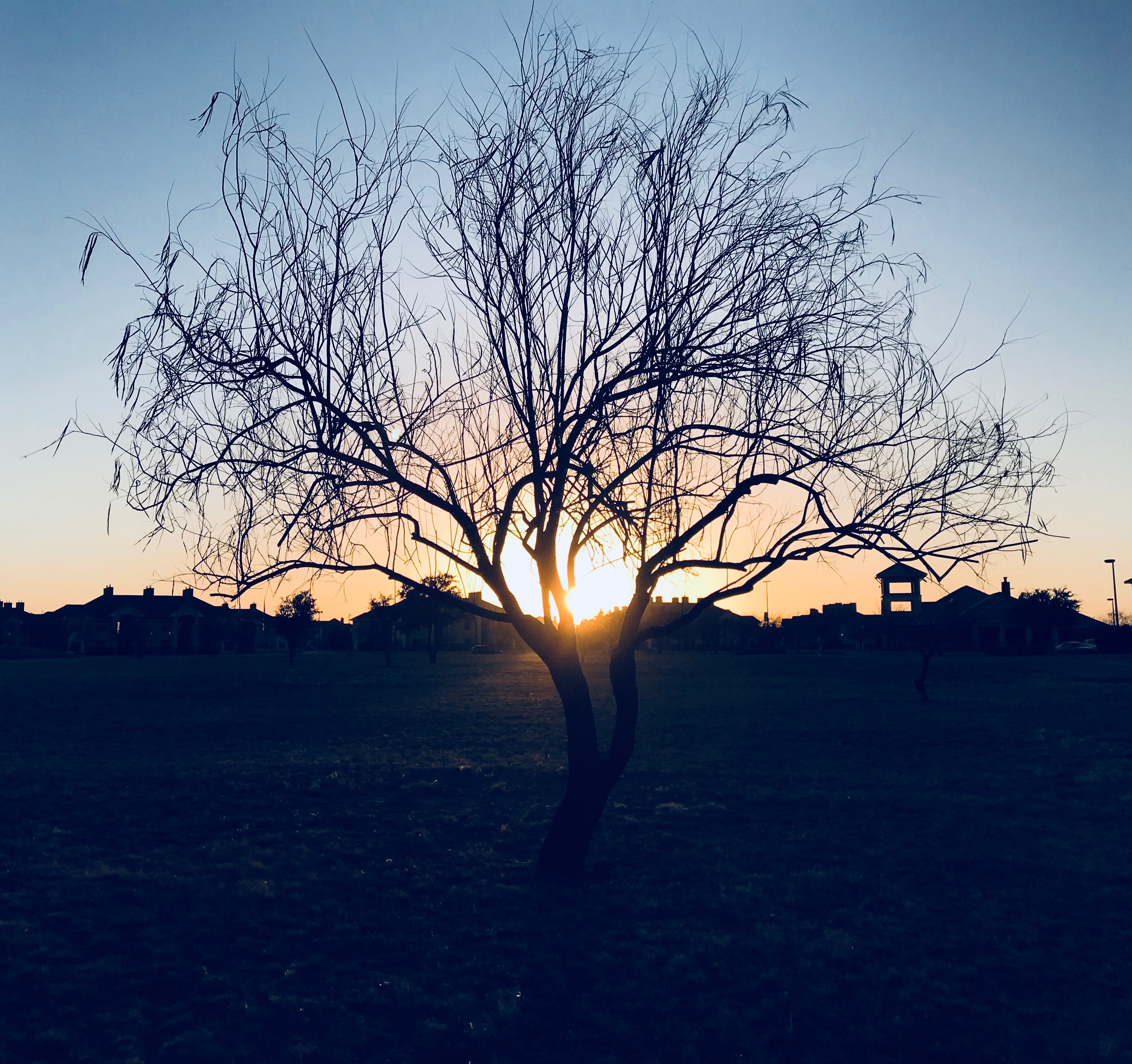 Silhouette of bare tree during sunset photo