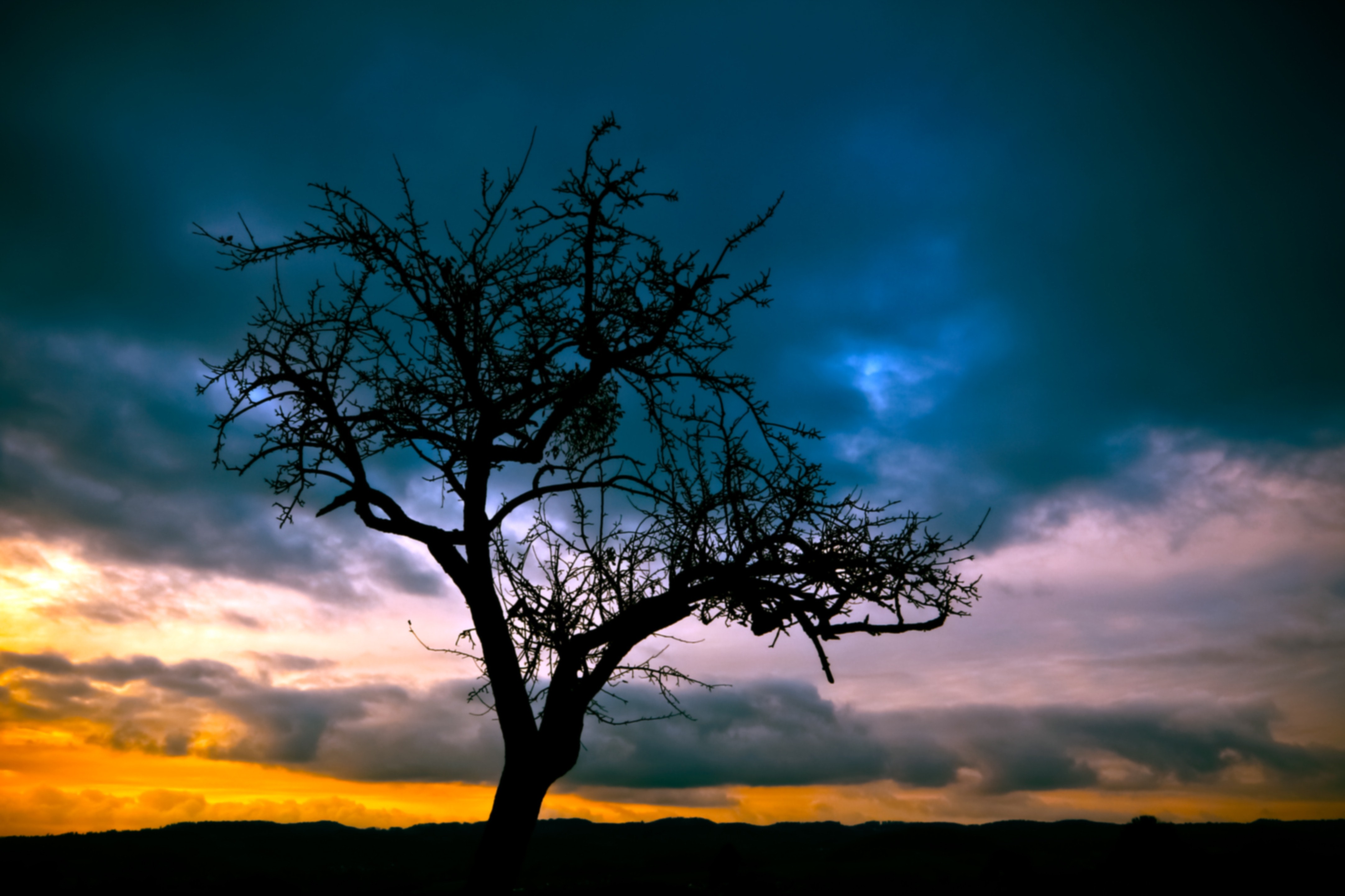 Silhouette of bare tree under dimmed sky during sunset photo