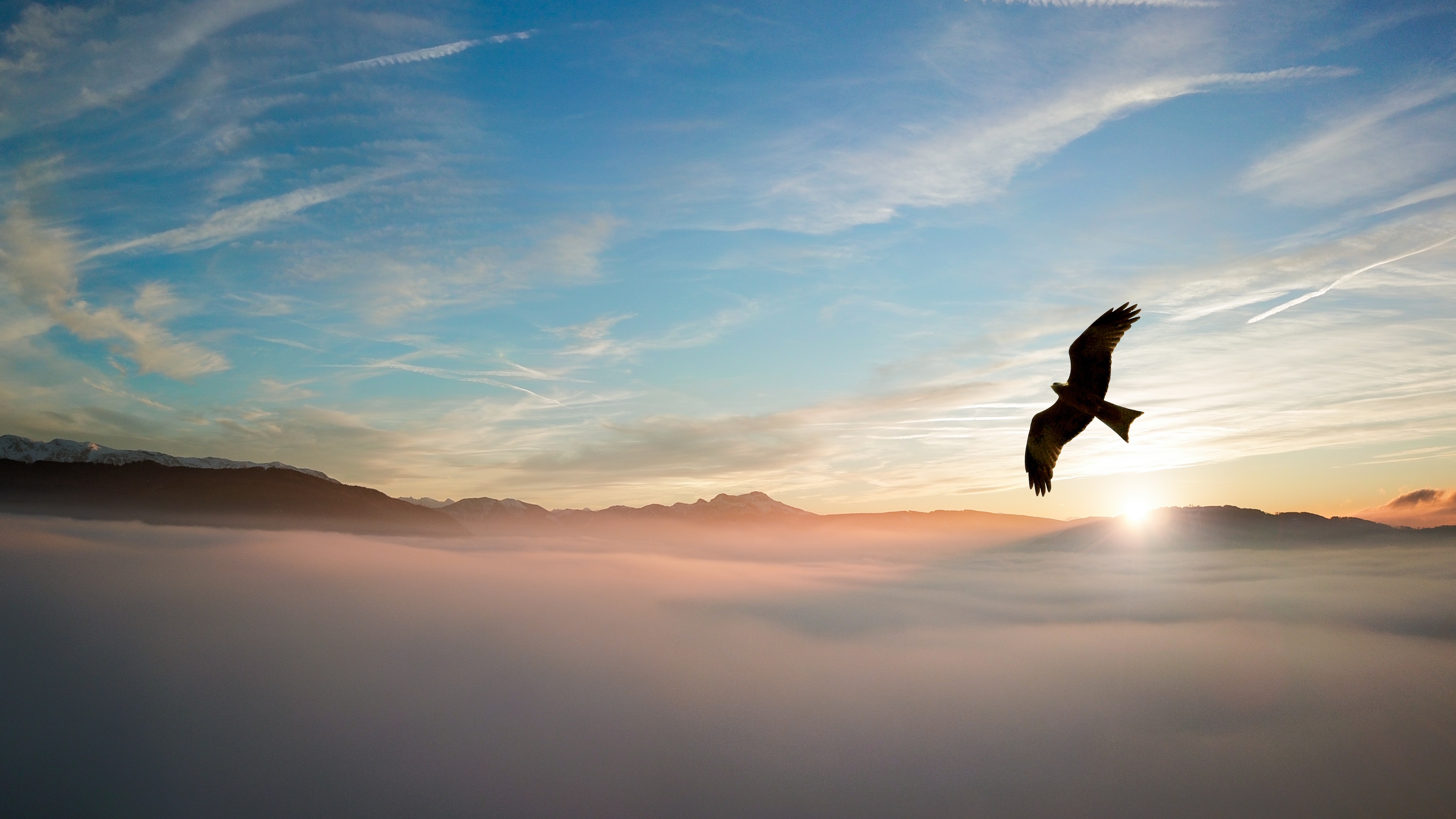 Silhouette of bird above clouds photo