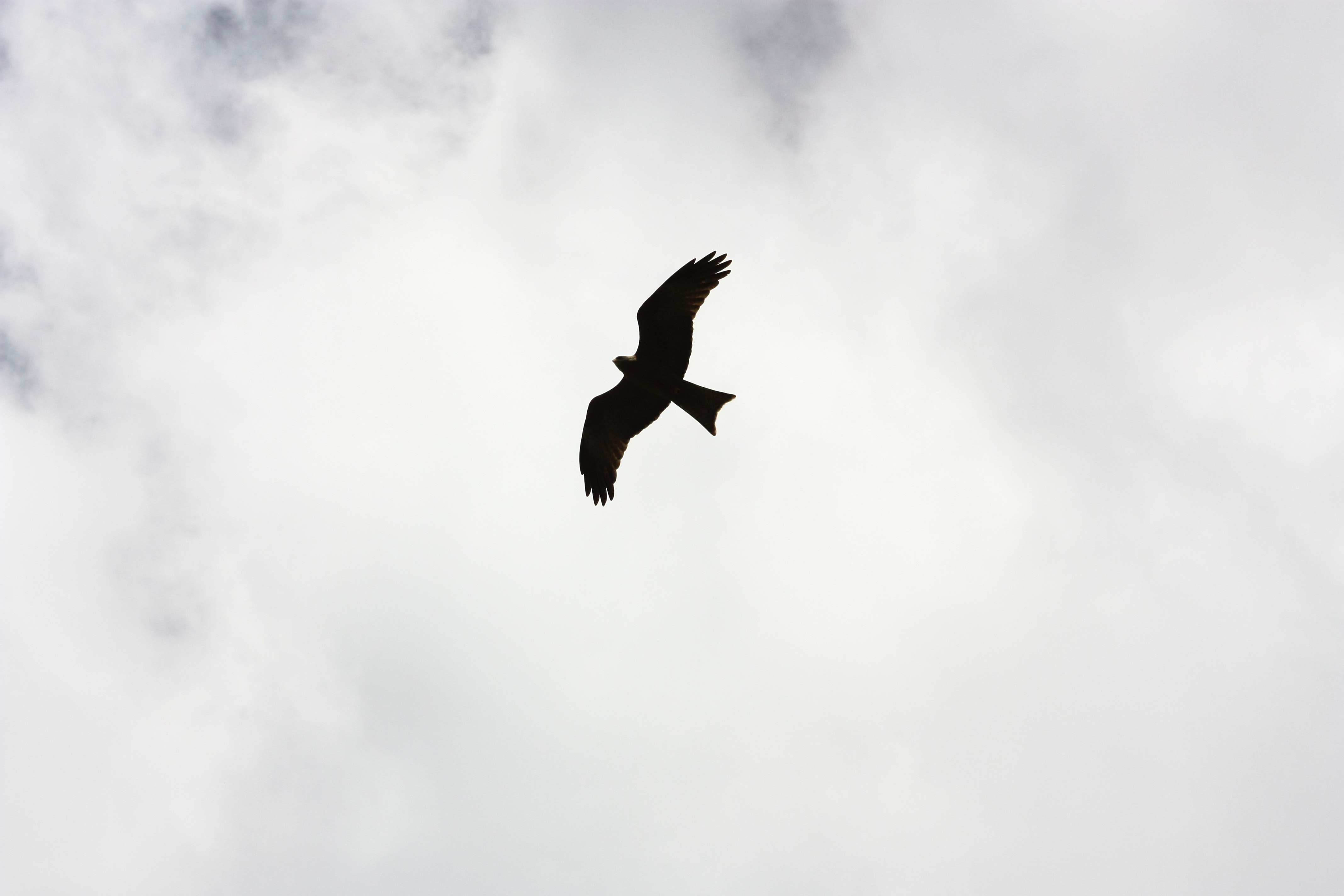 Silhouette of bird flying photo