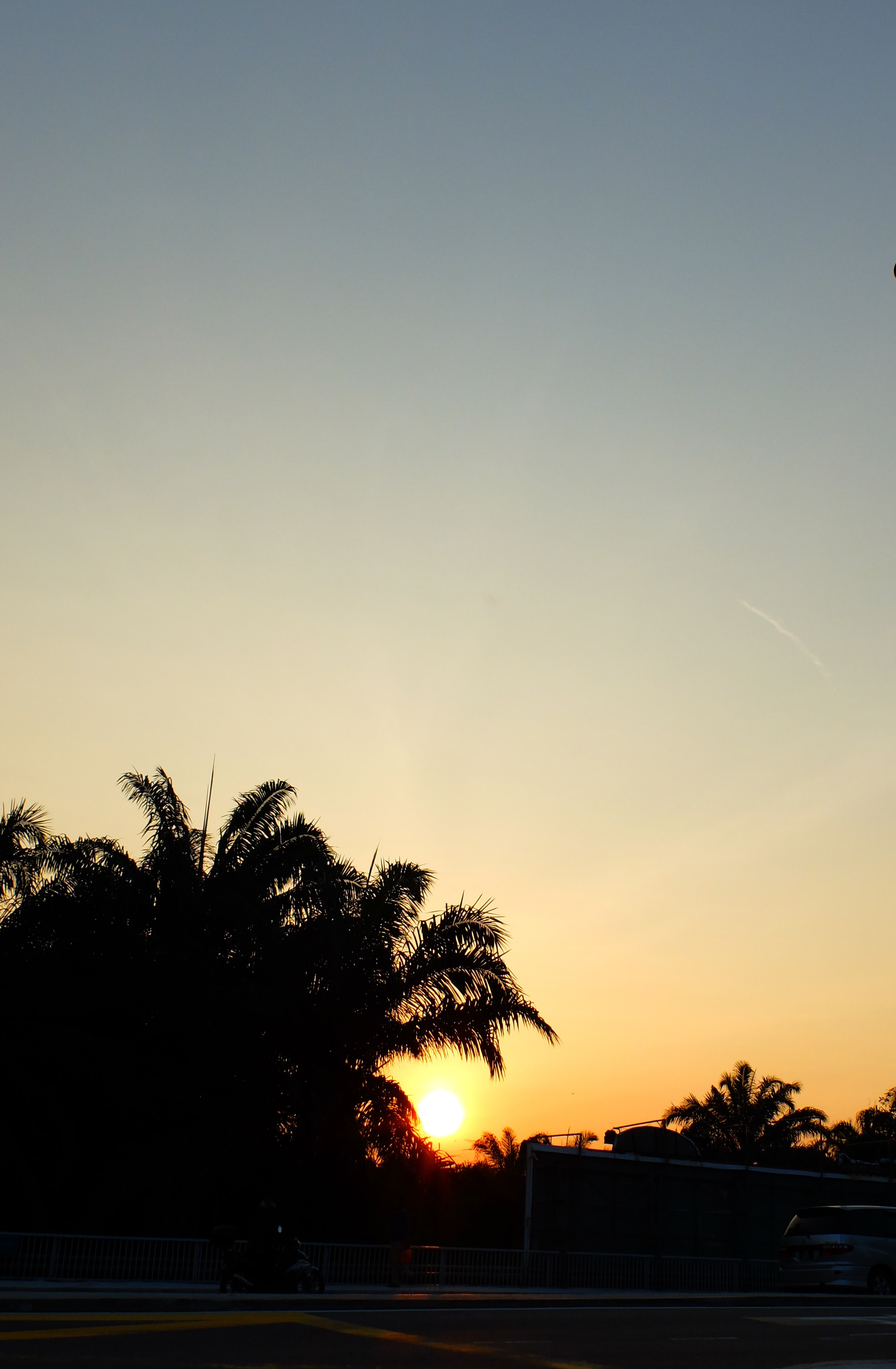 Silhouette of coconut tree photo