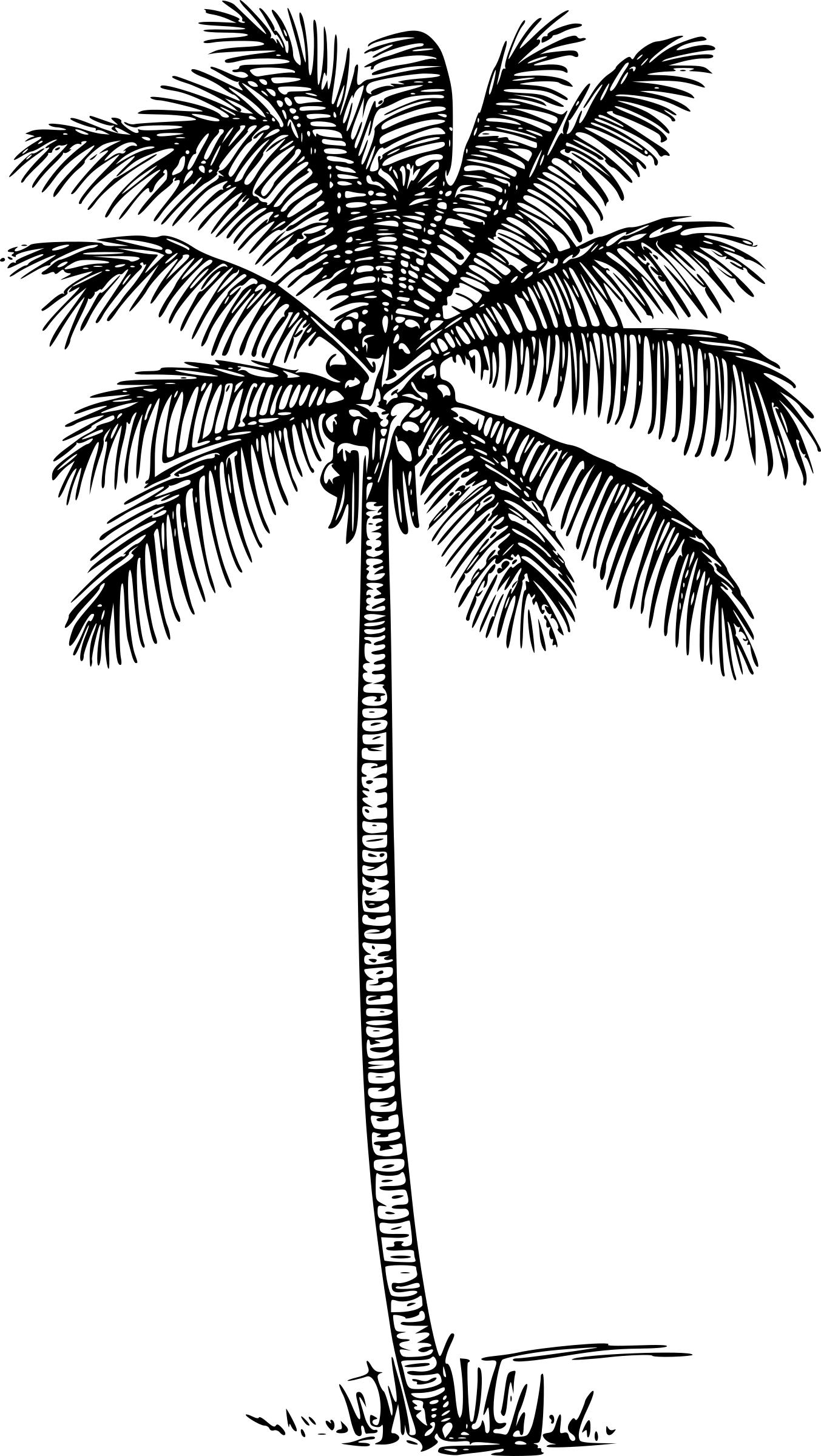 Palm or Coconut Tree Silhouette Icons PNG - Free PNG and Icons Downloads