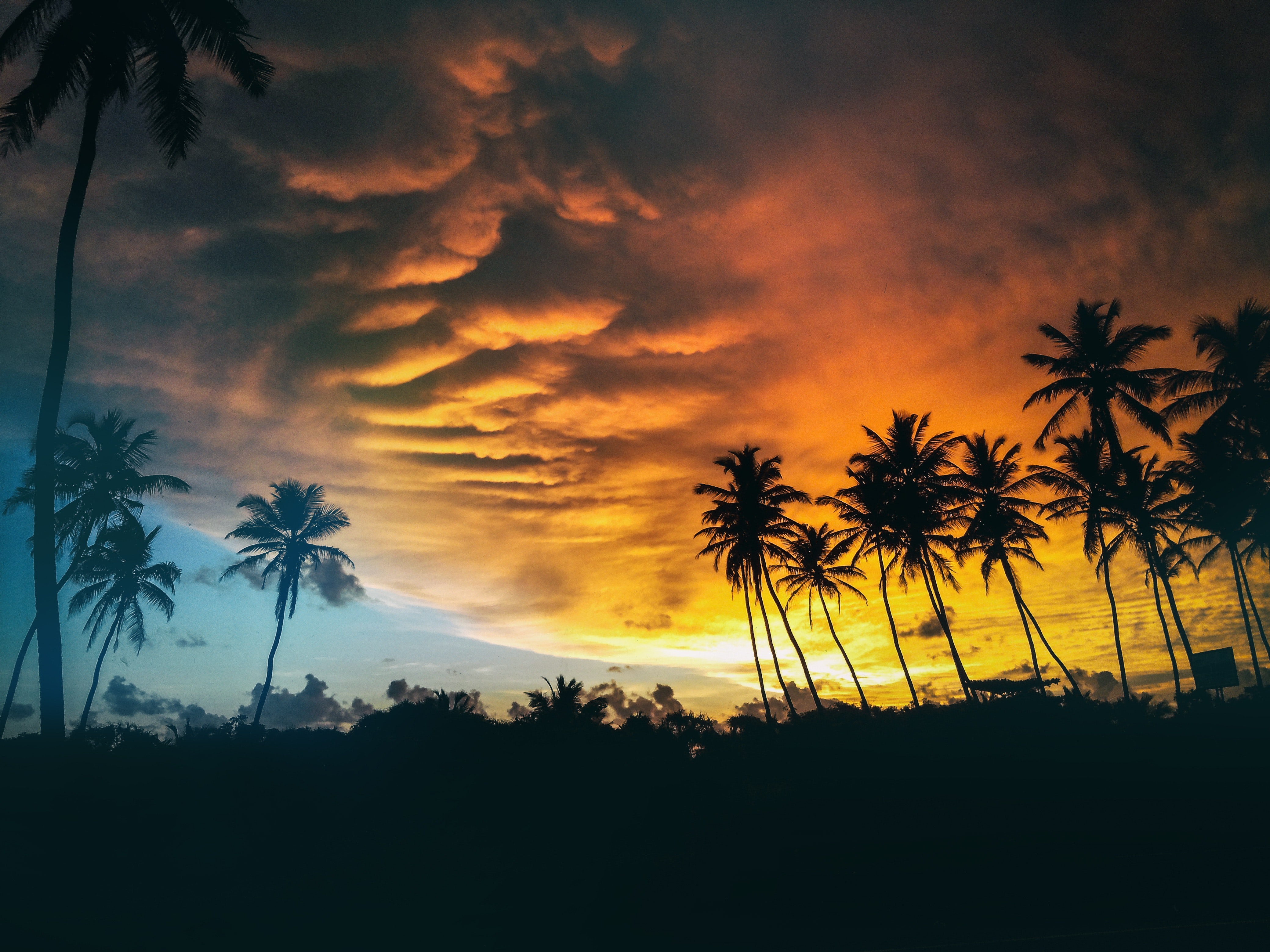 Silhouette of coconut trees under dark clouds during golden hours photo