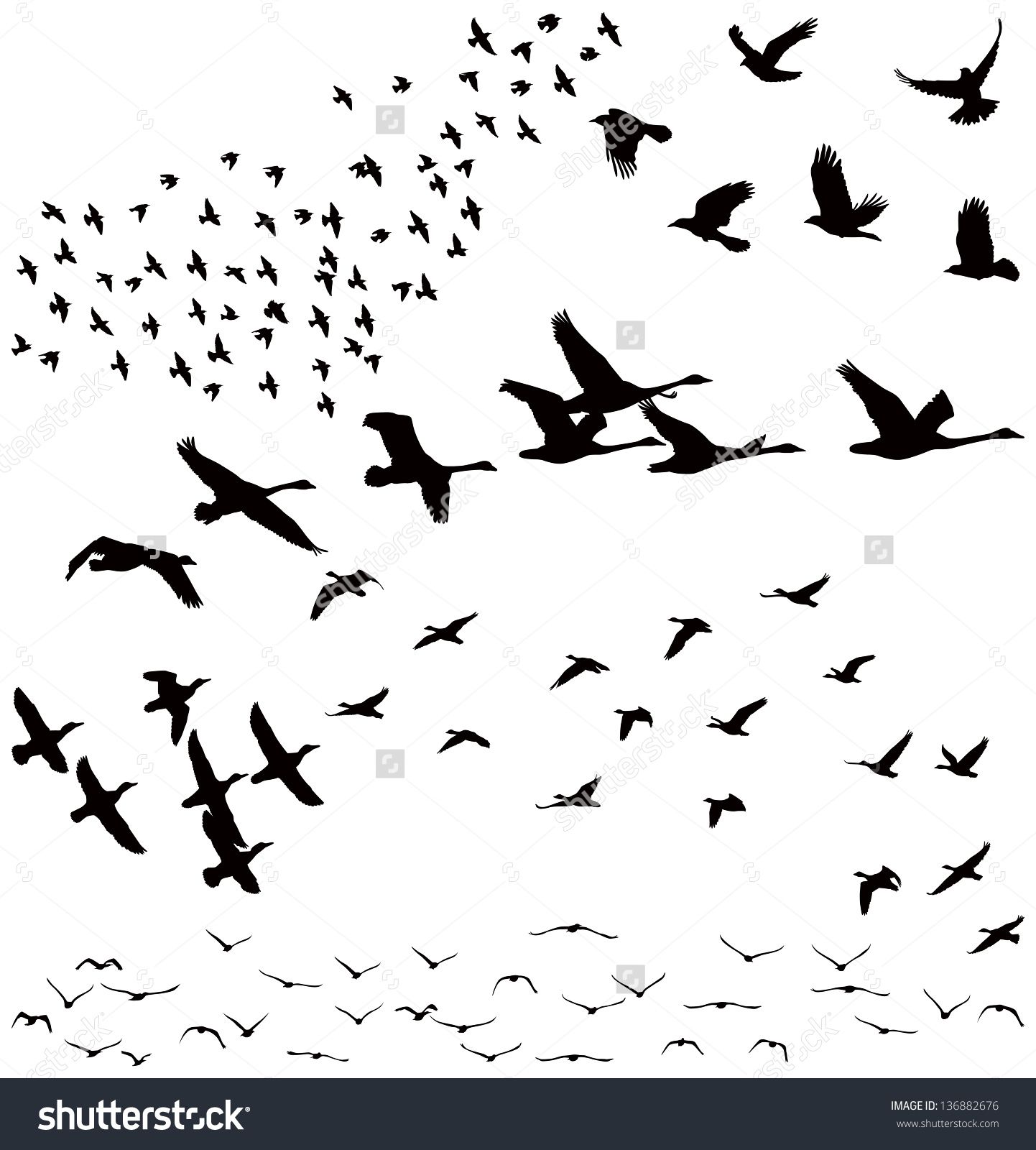 Vector Silhouettes: A Flock Of Birds, Crows, Swans, Geese ...