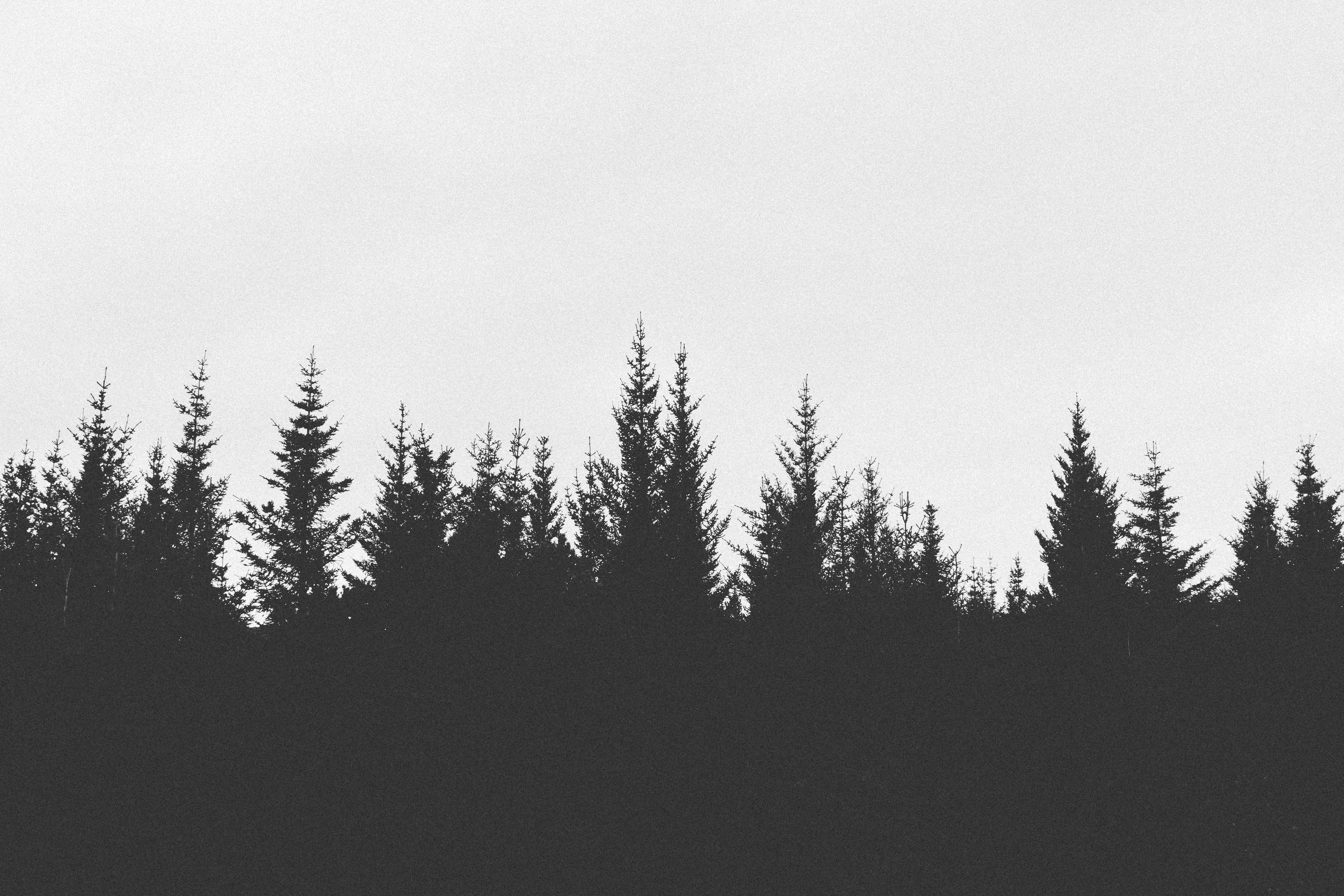 Free photo: Silhouette Of Forest - Backlit, Conifer, Forest - Free