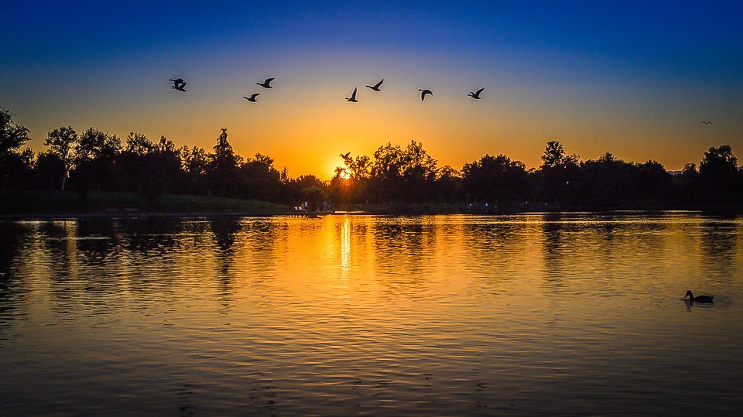 Silhouette of forest with birds flying above body of water during sunset photo