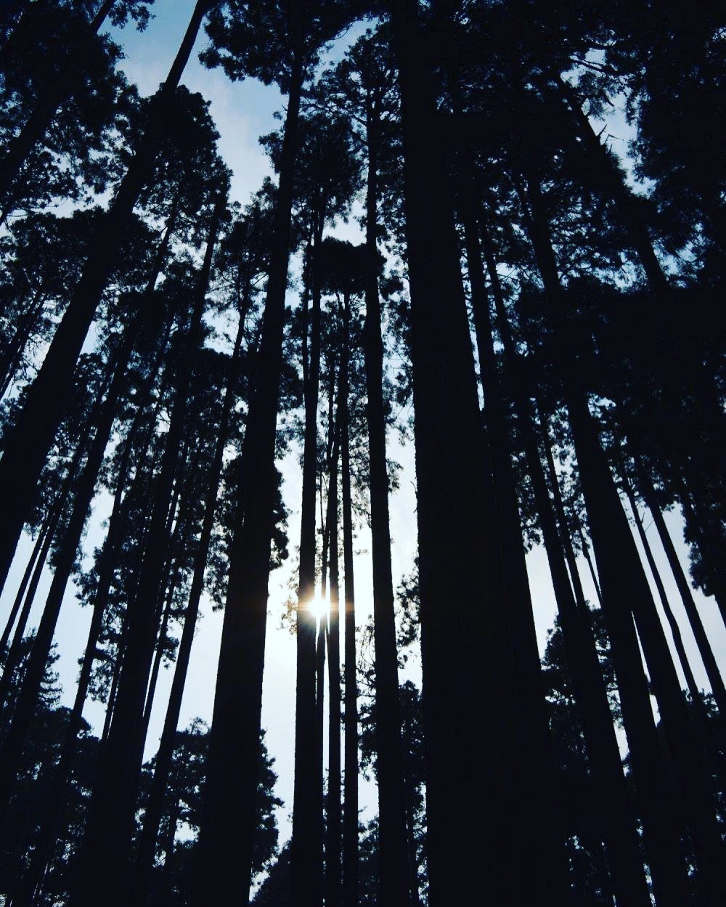 Silhouette Of Forest, Backlit, Conifer, Forest, Nature, HQ Photo