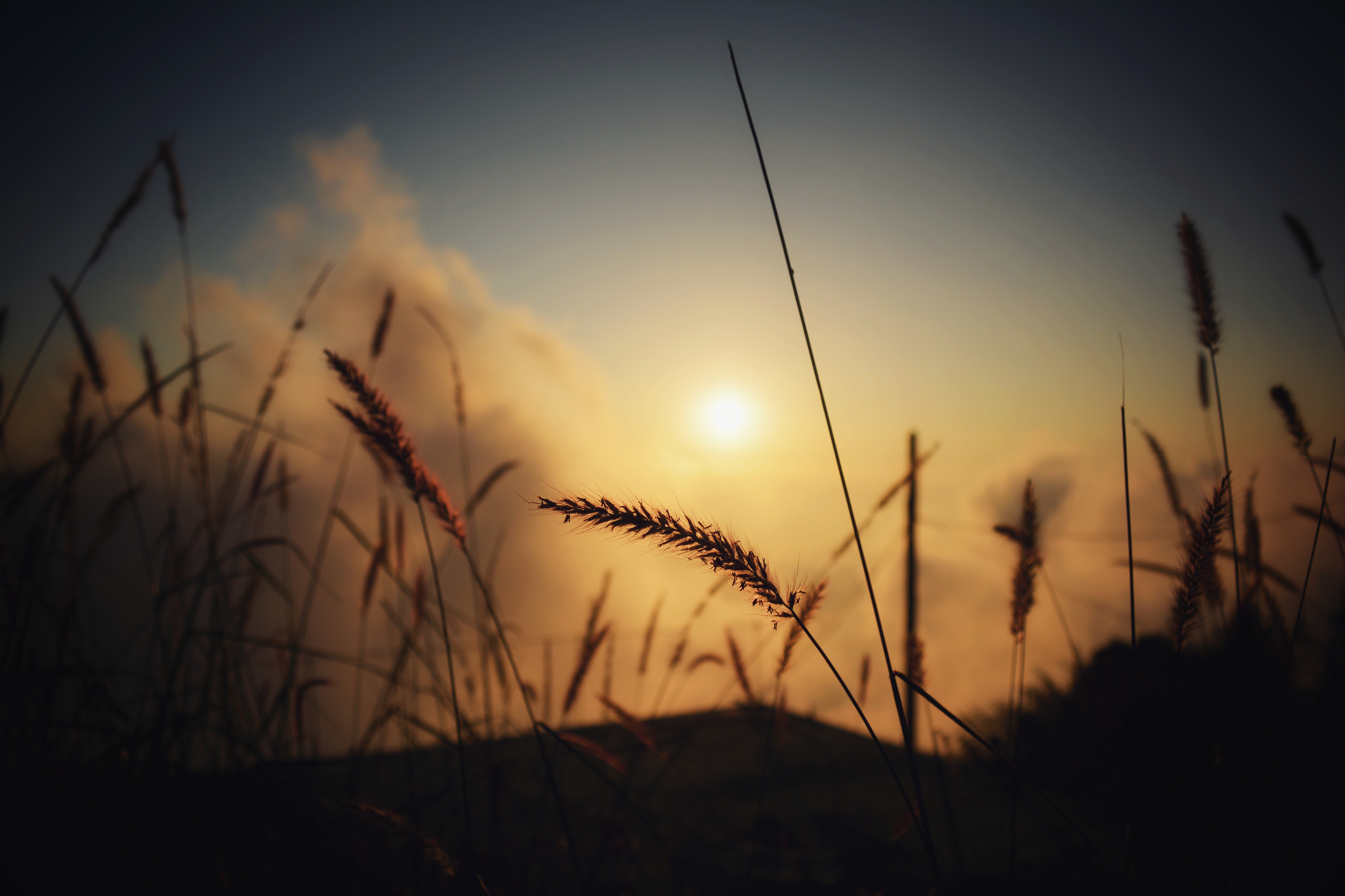 Silhouette of grass at twilight photo