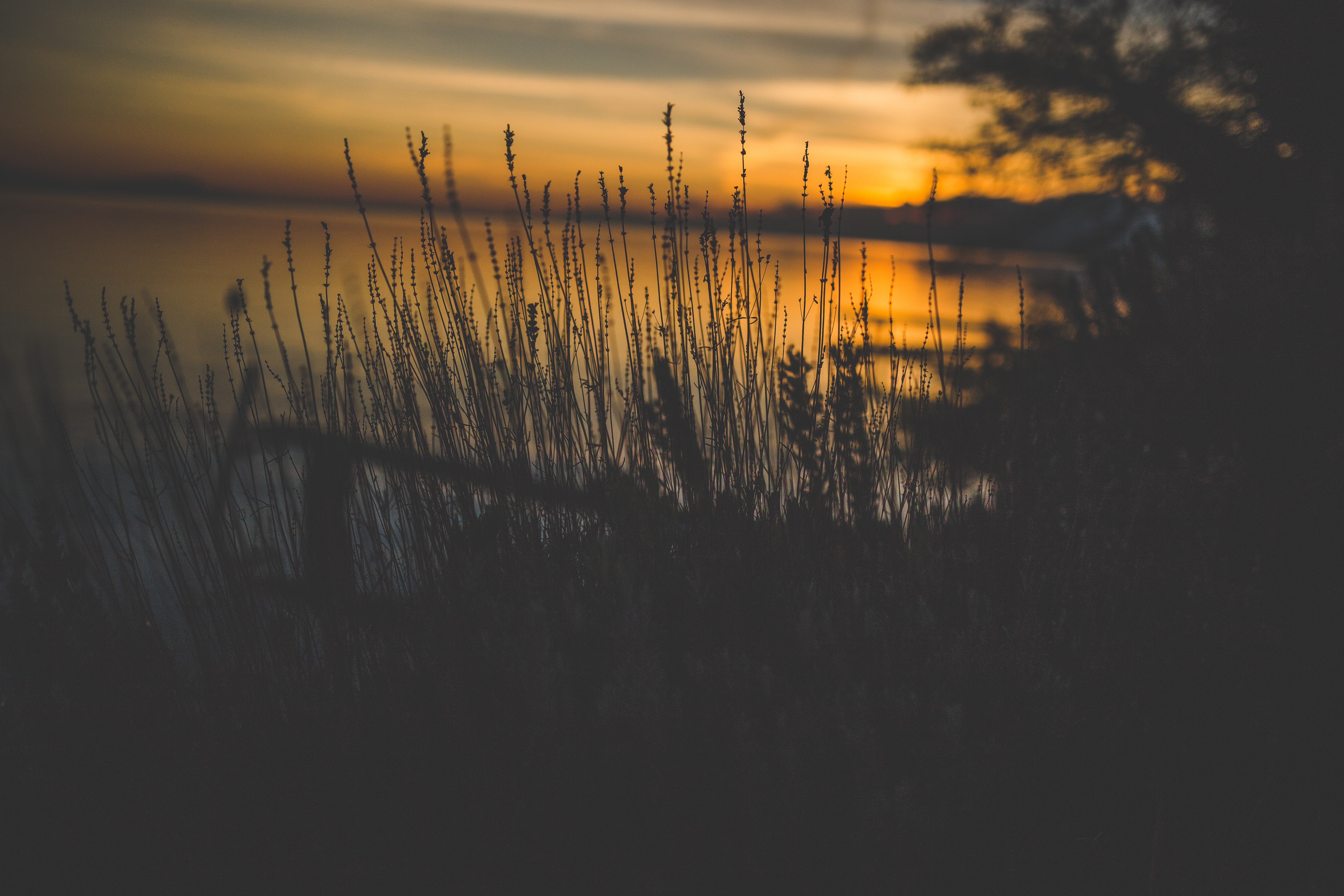 Silhouette of grass near body of water during golden hour photo