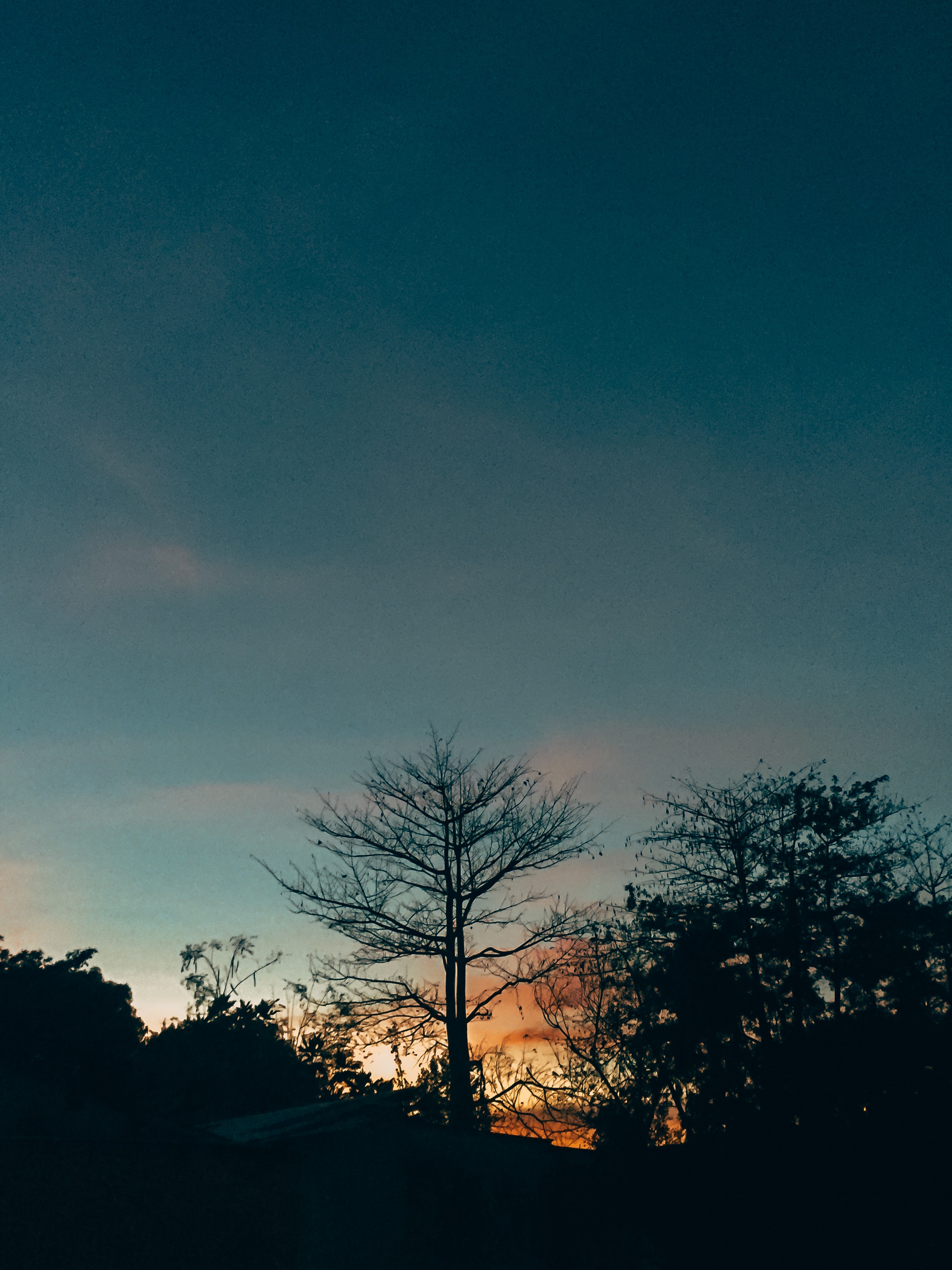 Silhouette of lone tree photo