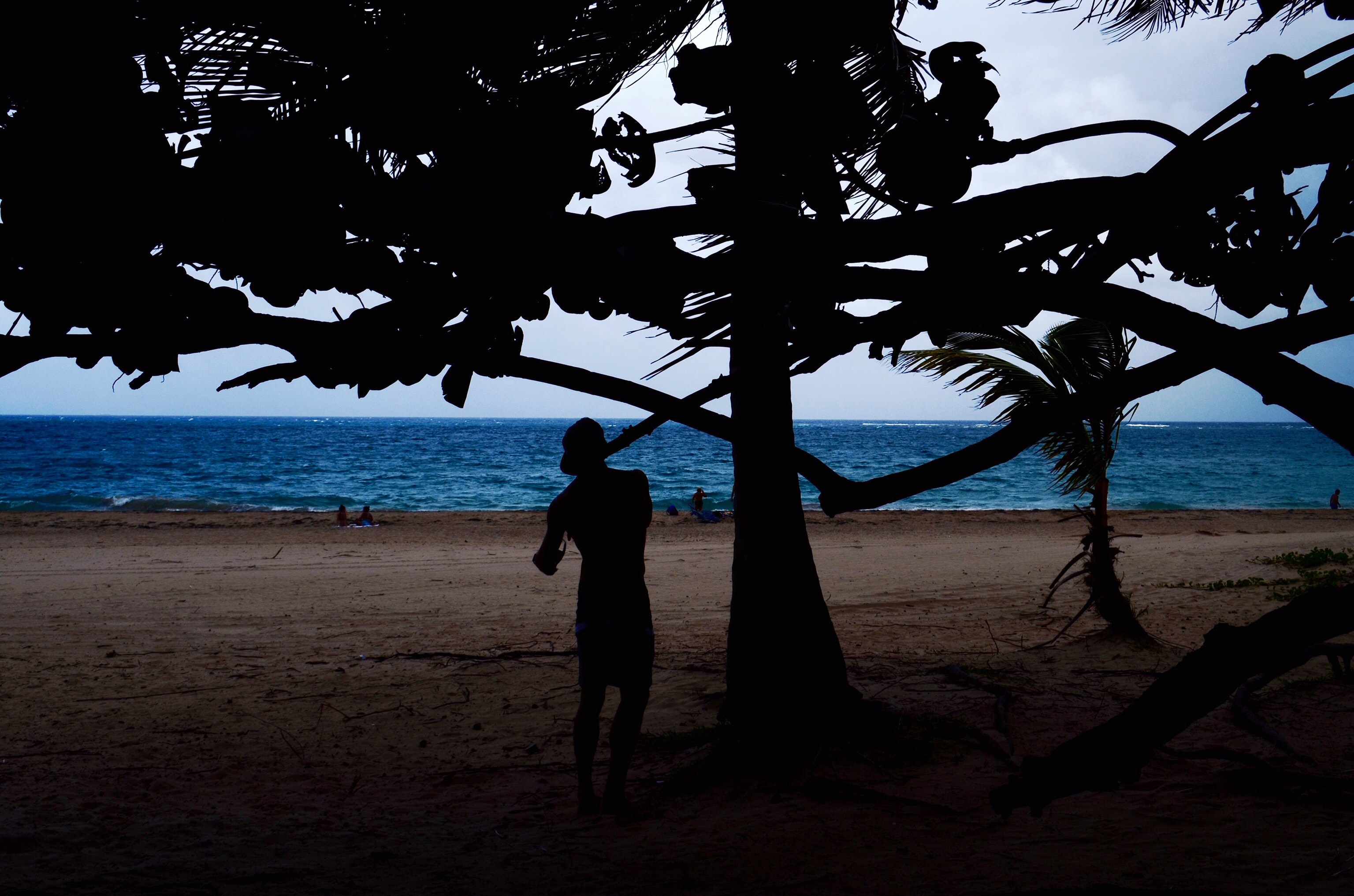 Silhouette of man beside tree near seashore photo