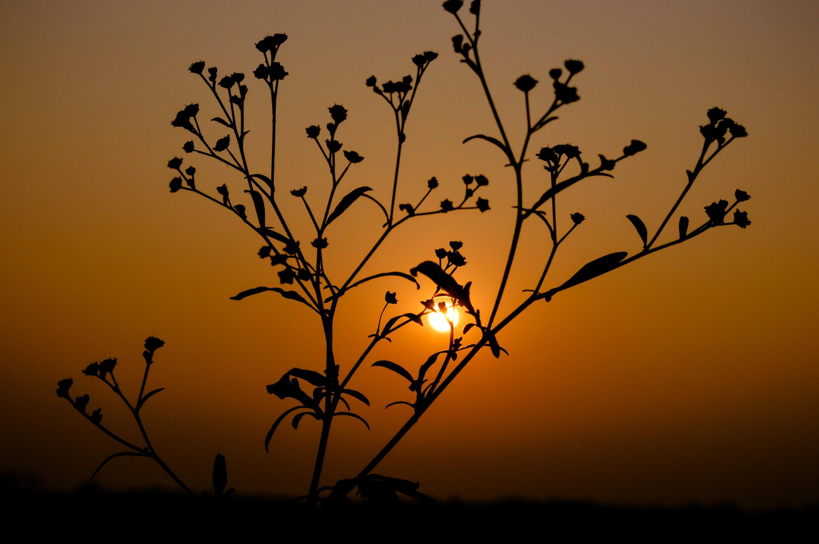 Silhouette of plant during sunset photo