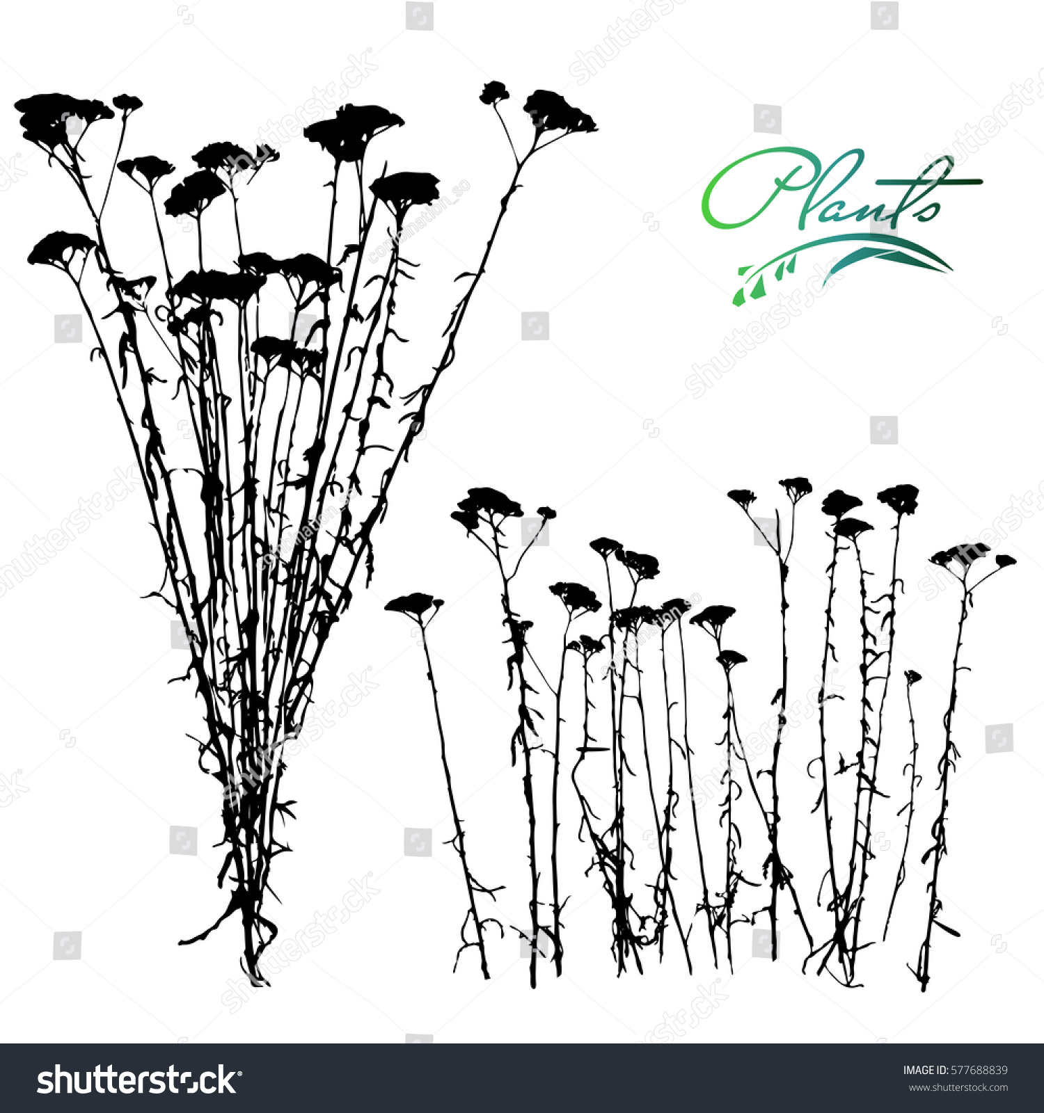 Set Stems Branches Plants Silhouette Yarrow Stock Vector HD (Royalty ...