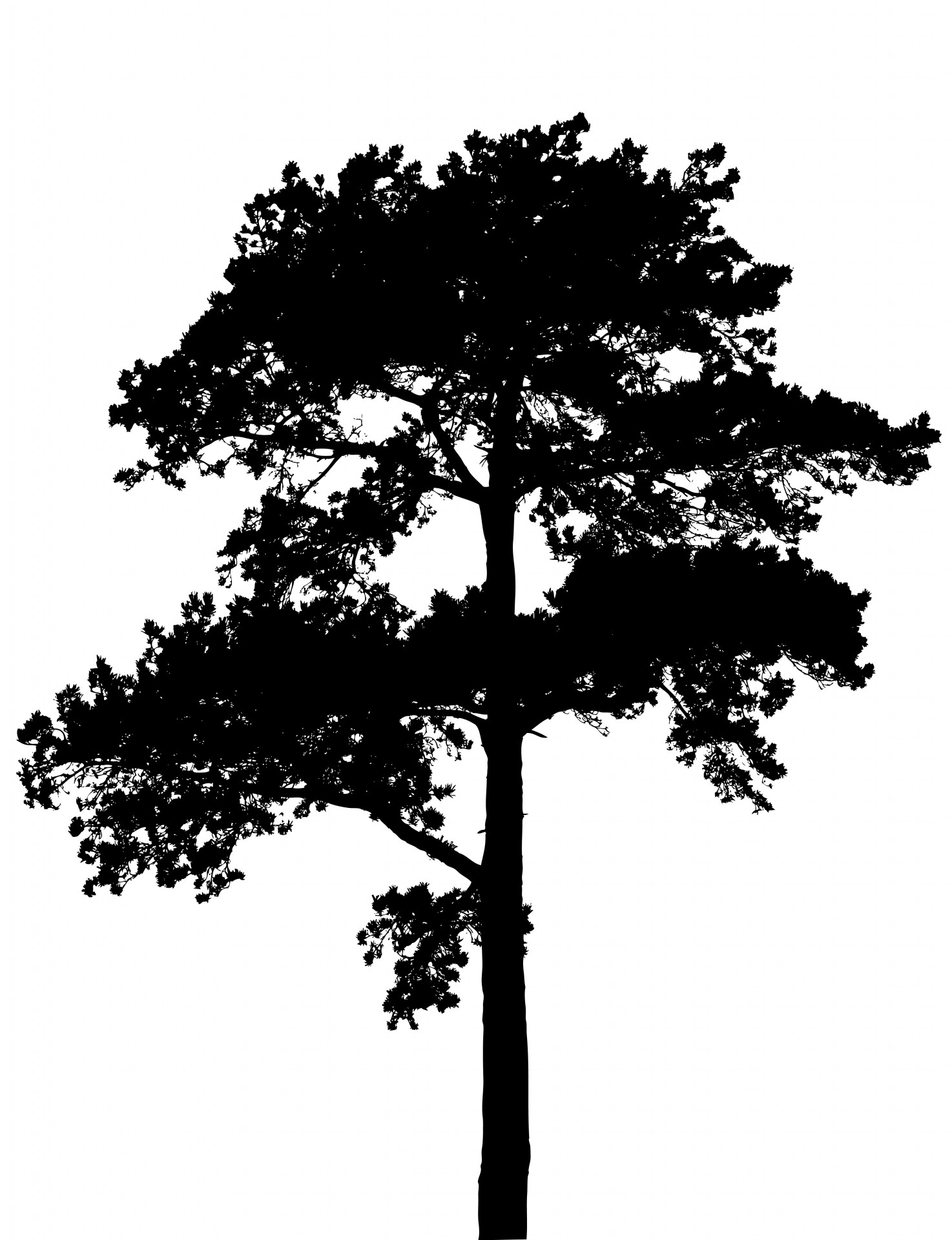 Tree silhouette photo