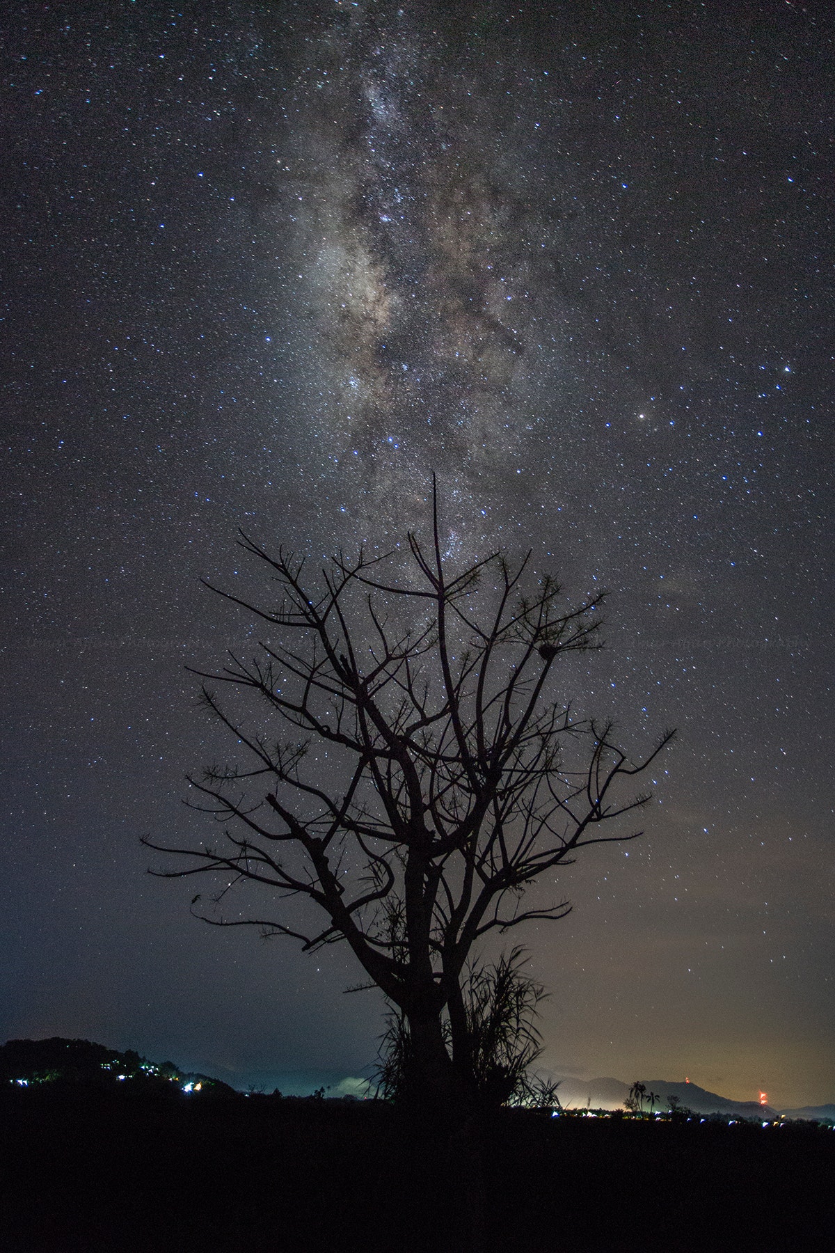 Silhouette of tree at night photo