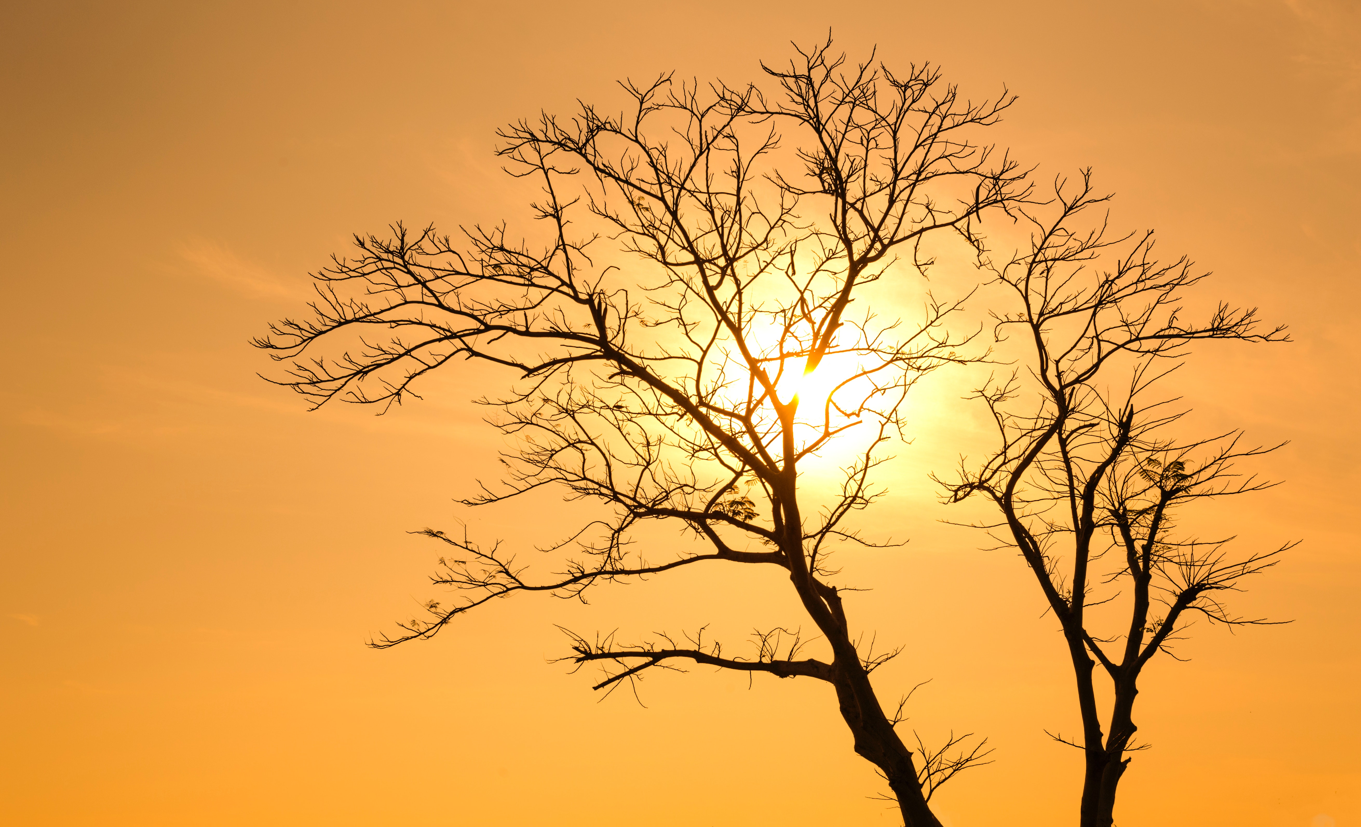 Silhouette of tree at sunset photo