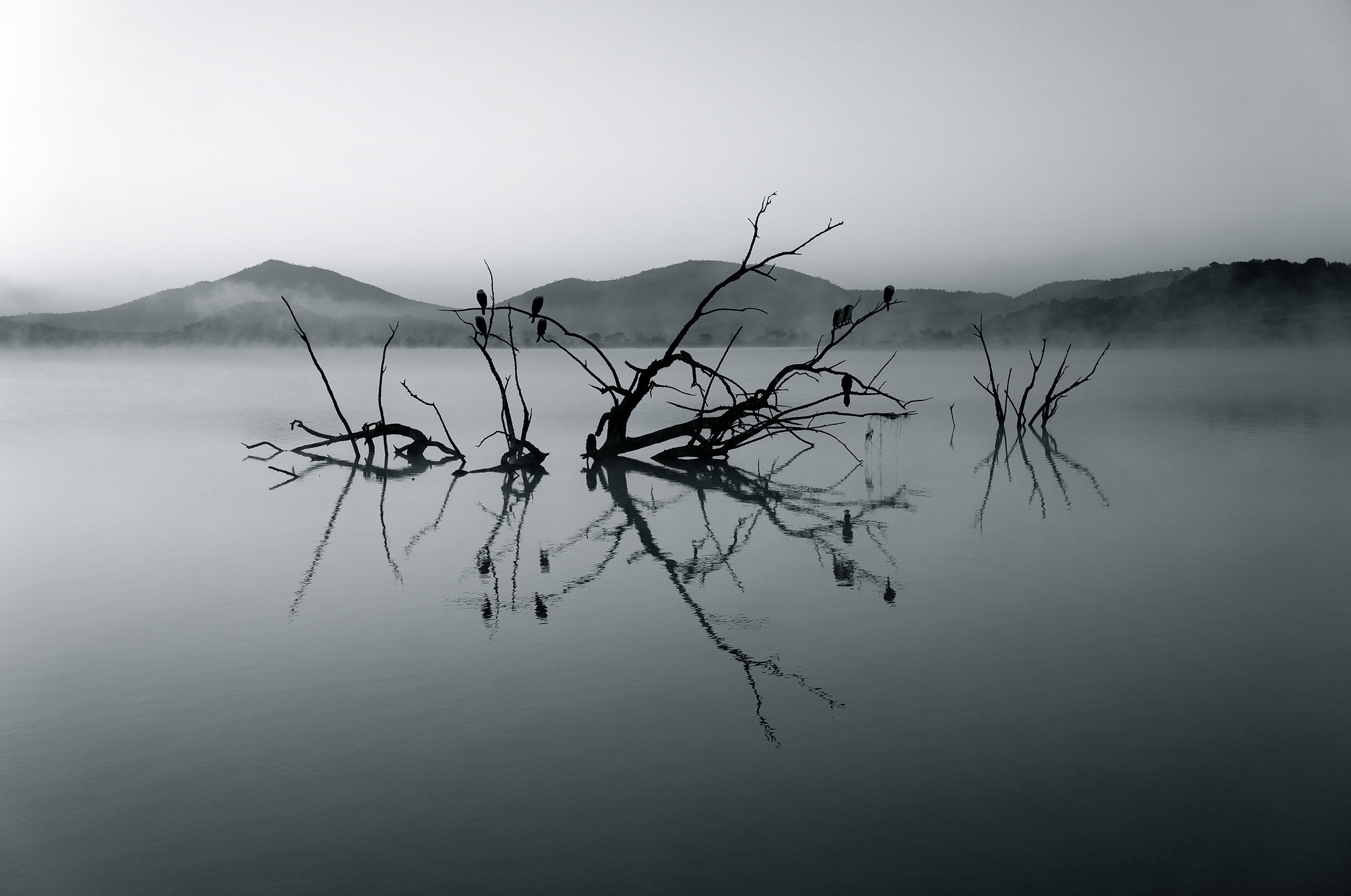Silhouette of tree branch on body of water photo