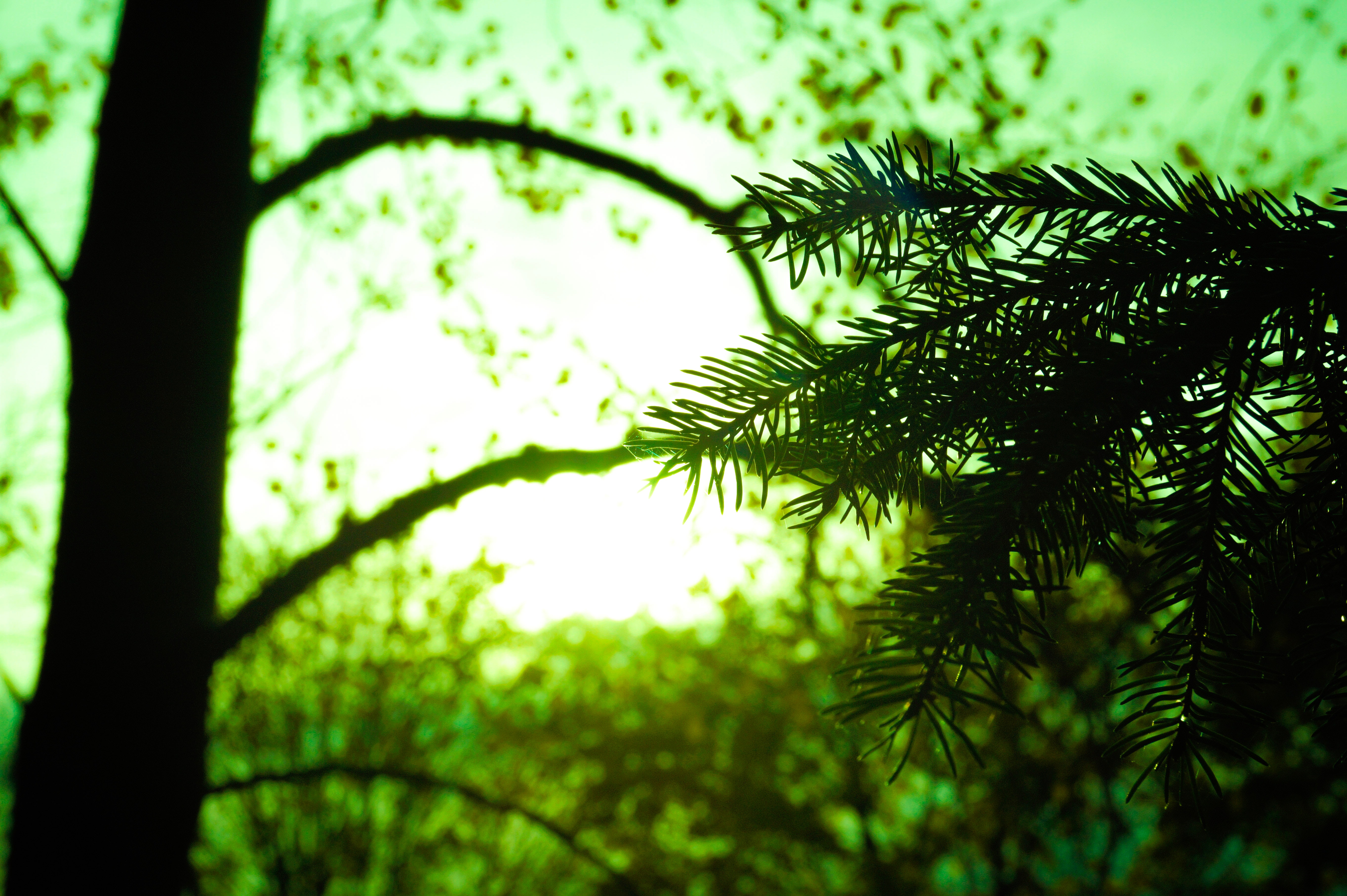 Silhouette of tree leaf on green background photo