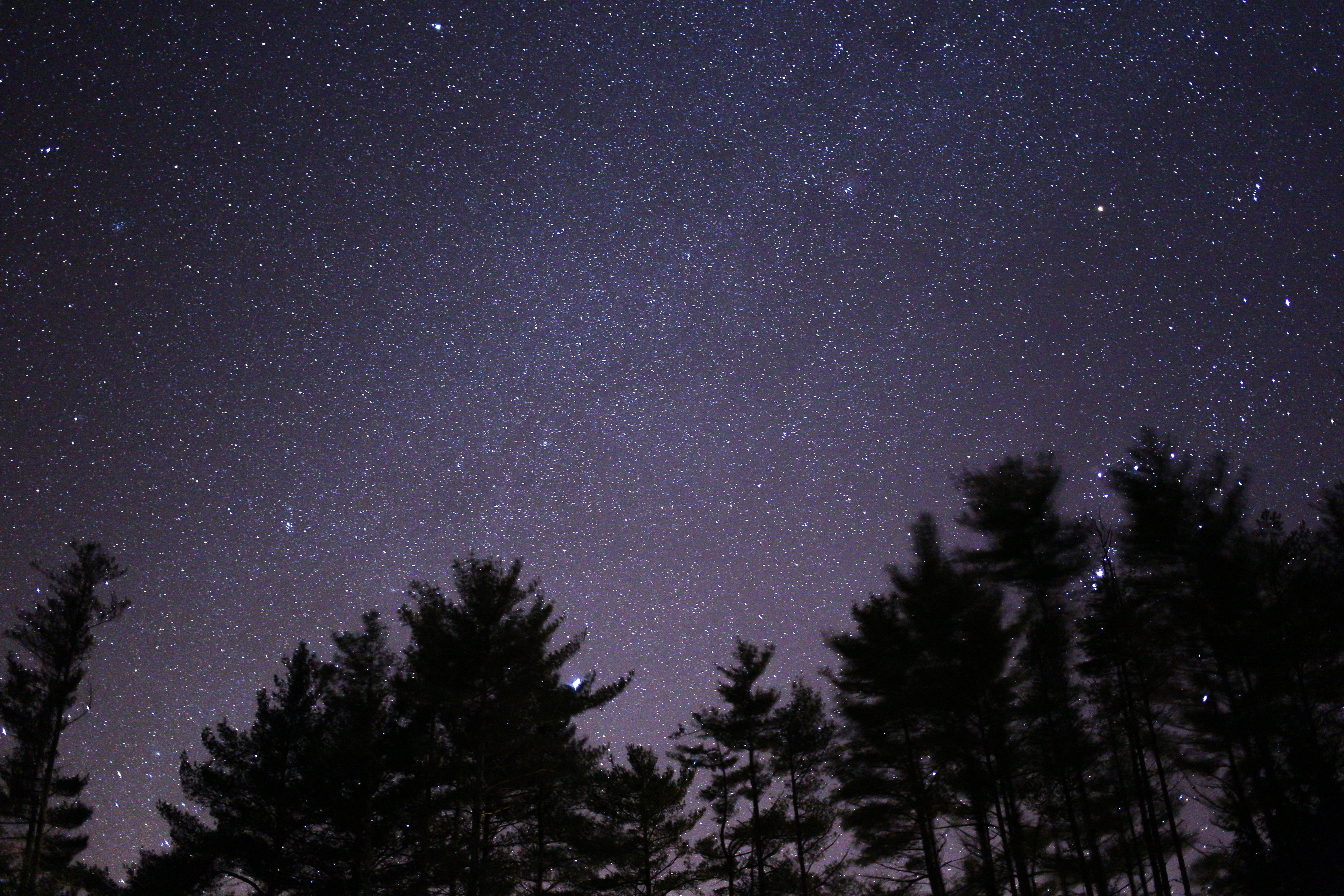 Silhouette of trees under black skies with stars during night time photo