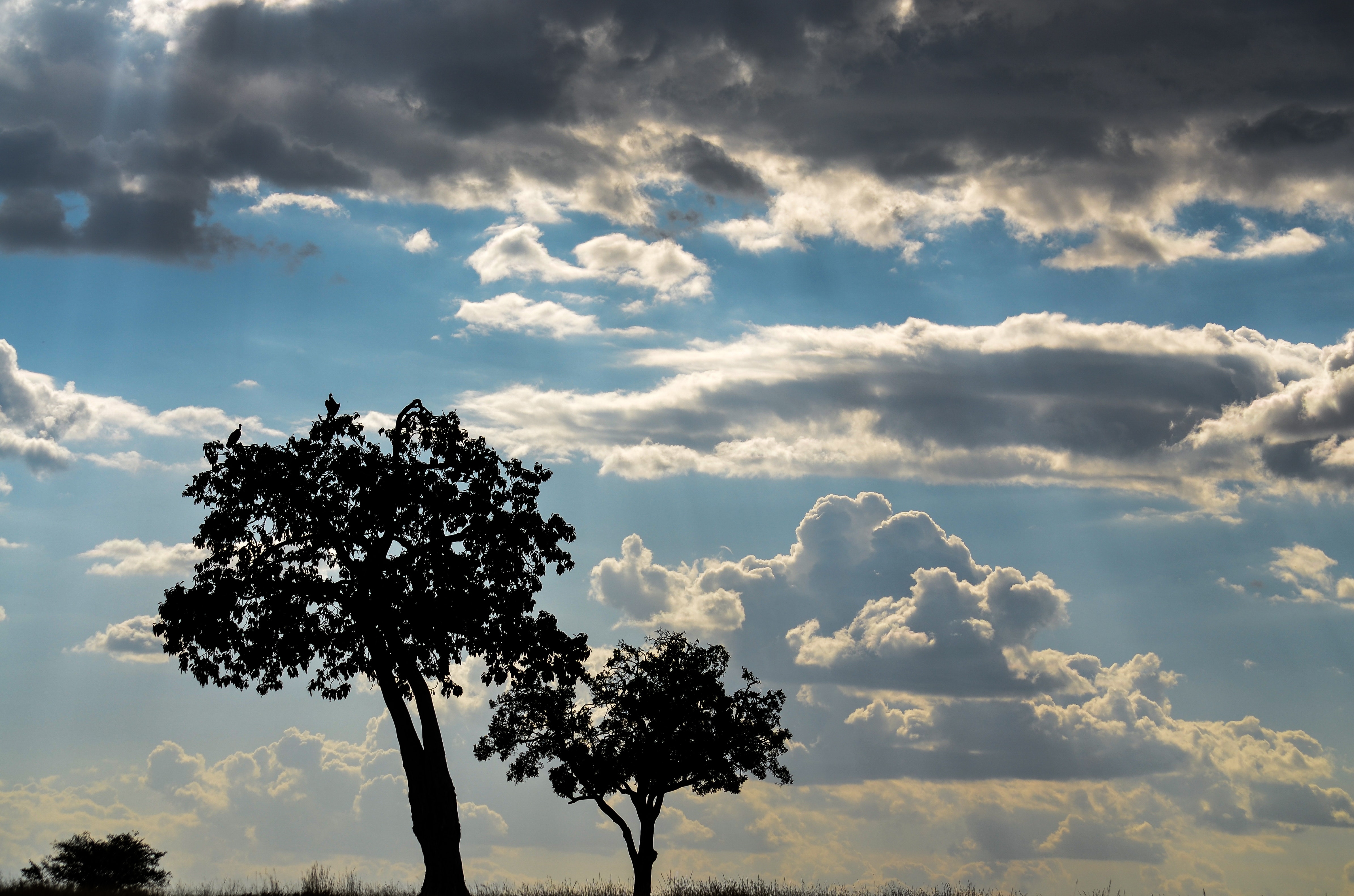 Silhouette of trees under cloudy skies photo