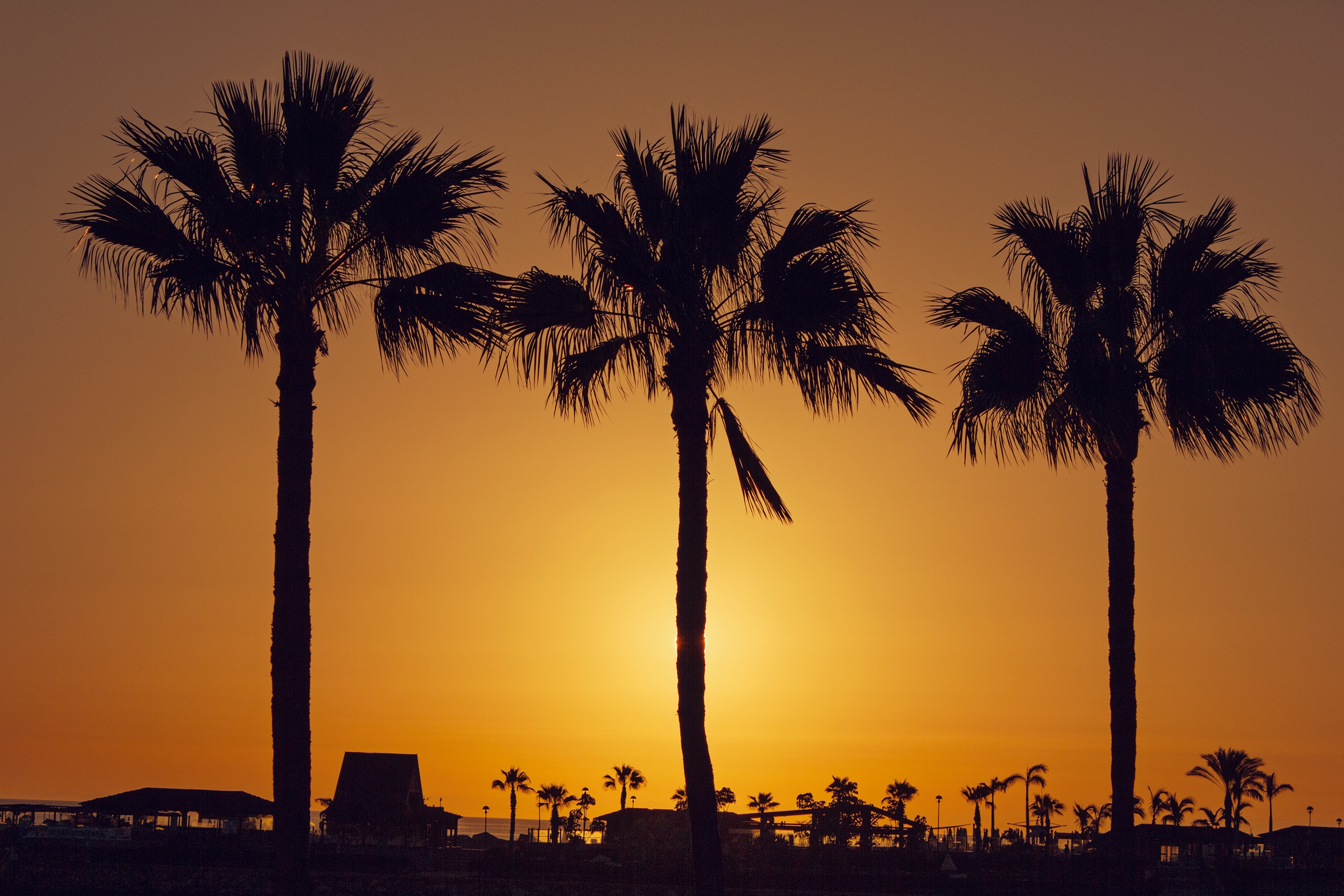 Silhouette palm trees on beach against sky photo