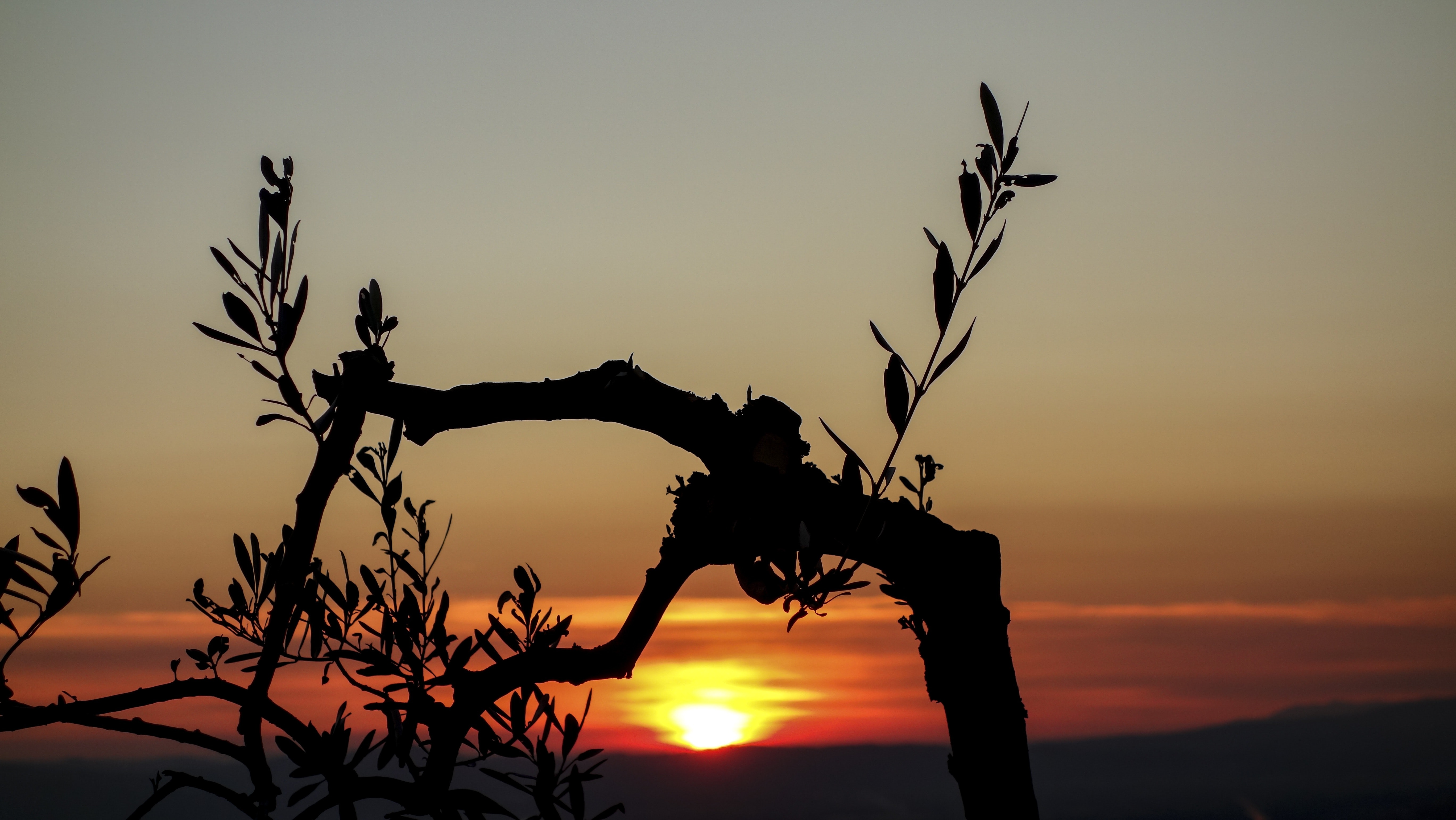 Free photo: Silhouette Photo of a Tree during Golden Hour - Branches