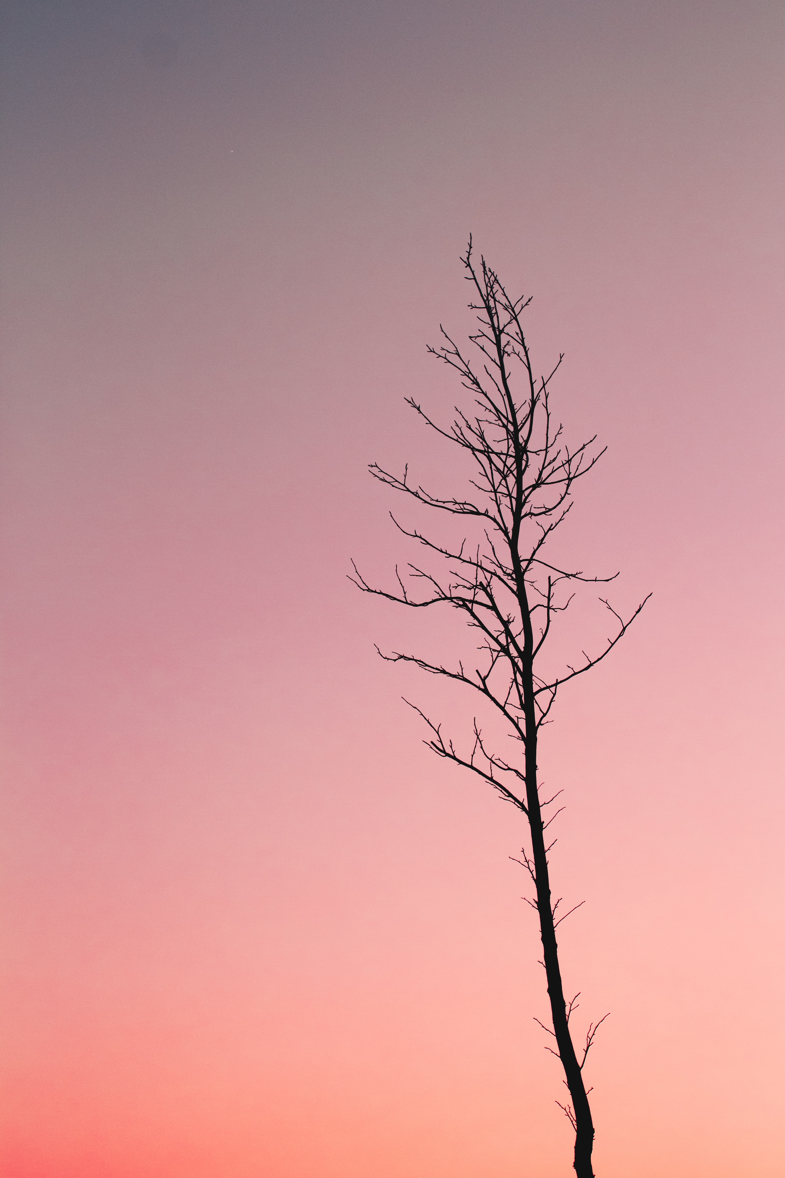 Silhouette photo of bare tree