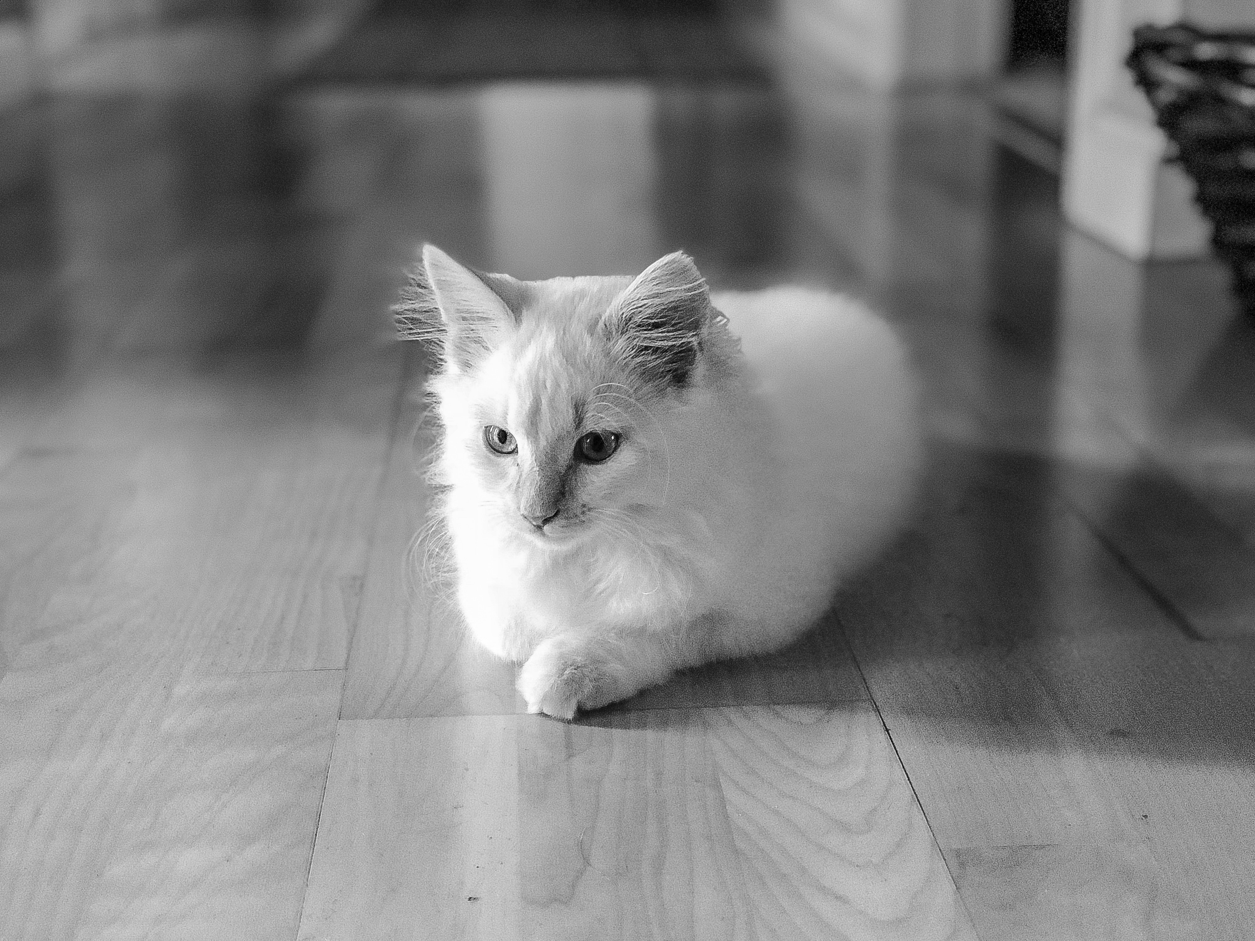 Silhouette photo of cat sitting on floor