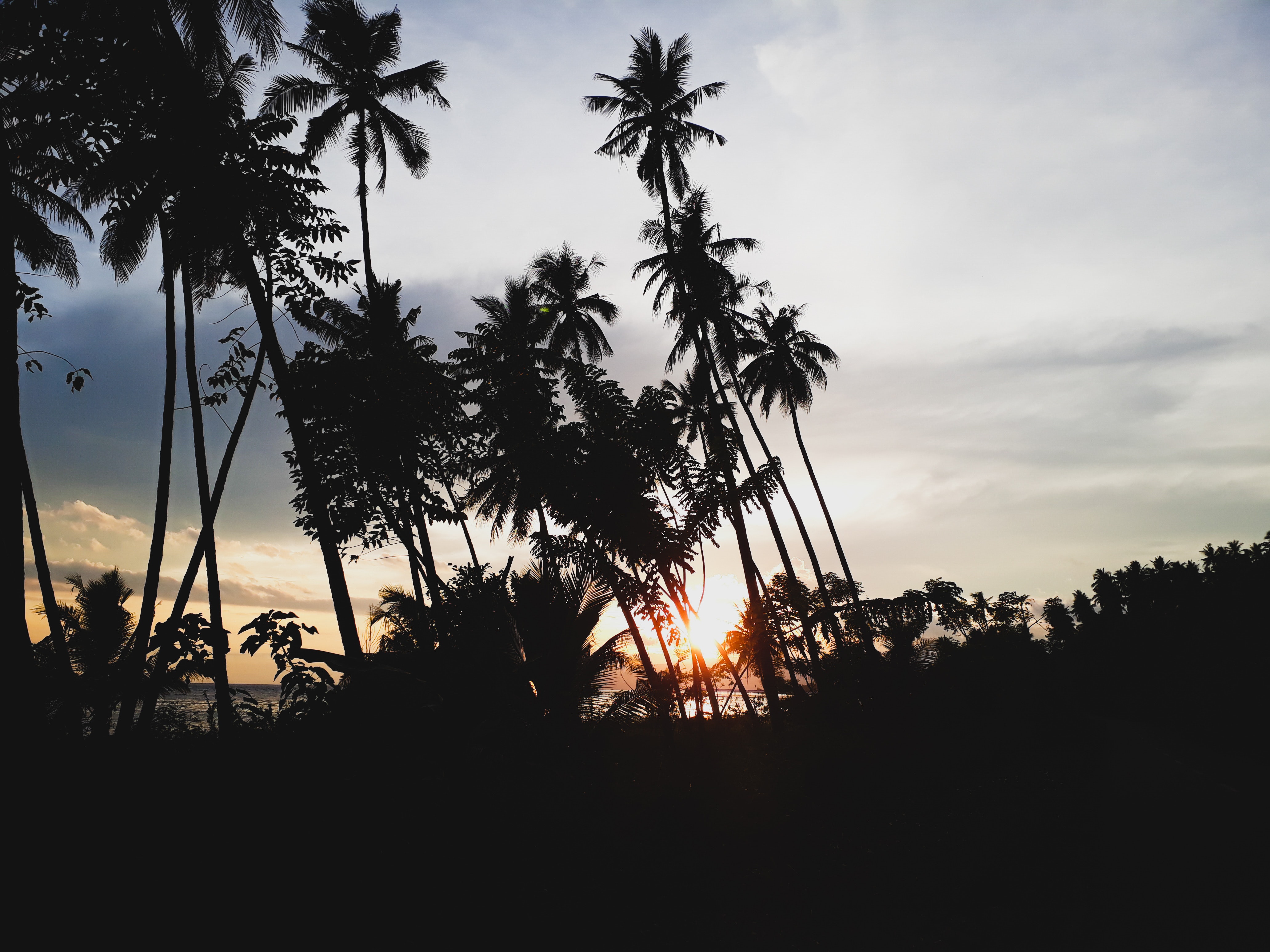 Silhouettes of palm trees during sunset photo
