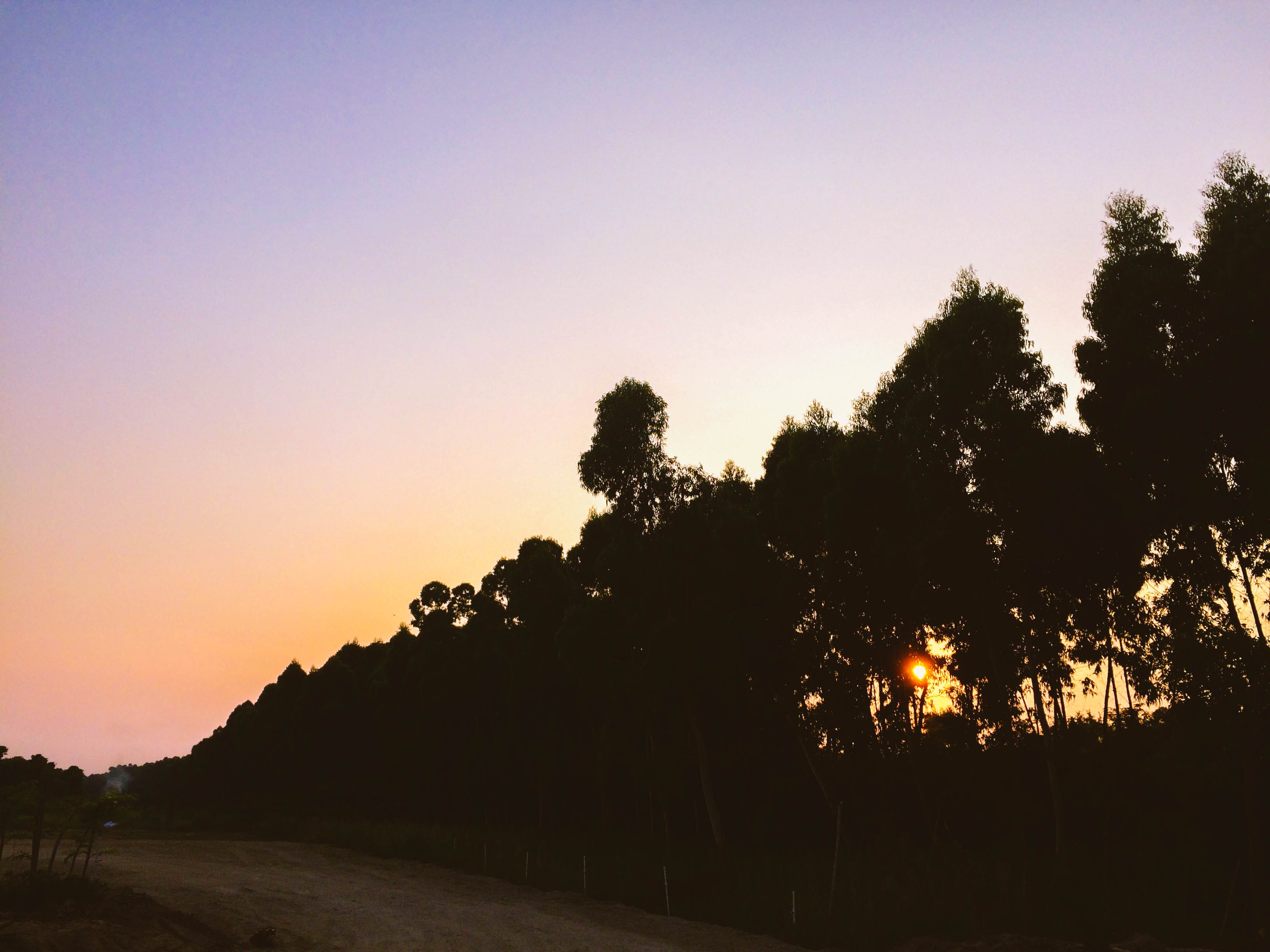 Silhouettes of tall trees near dirt road during sunset photo