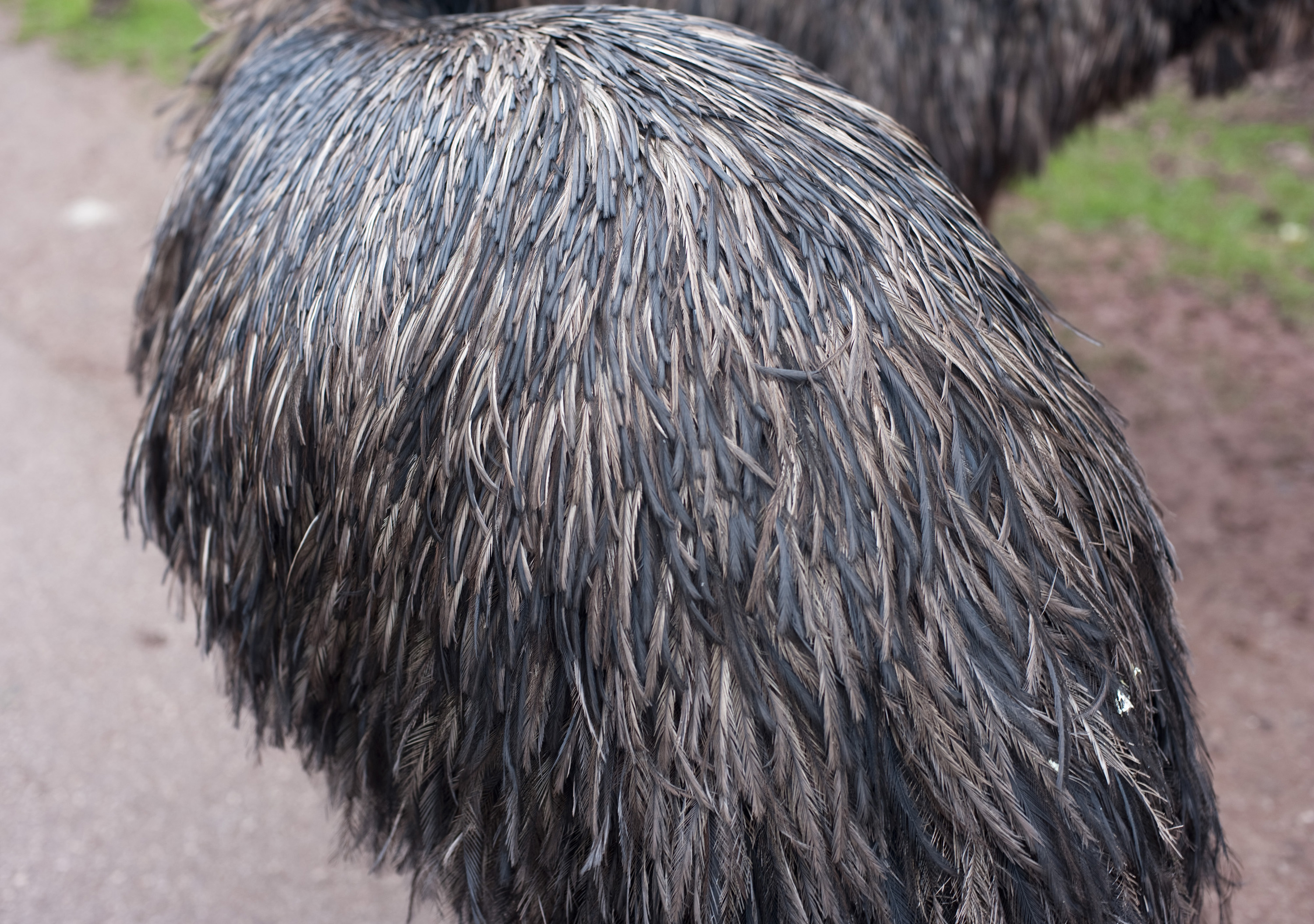 Free Stock Photo 6344 Detail of the plumage of an emu | freeimageslive