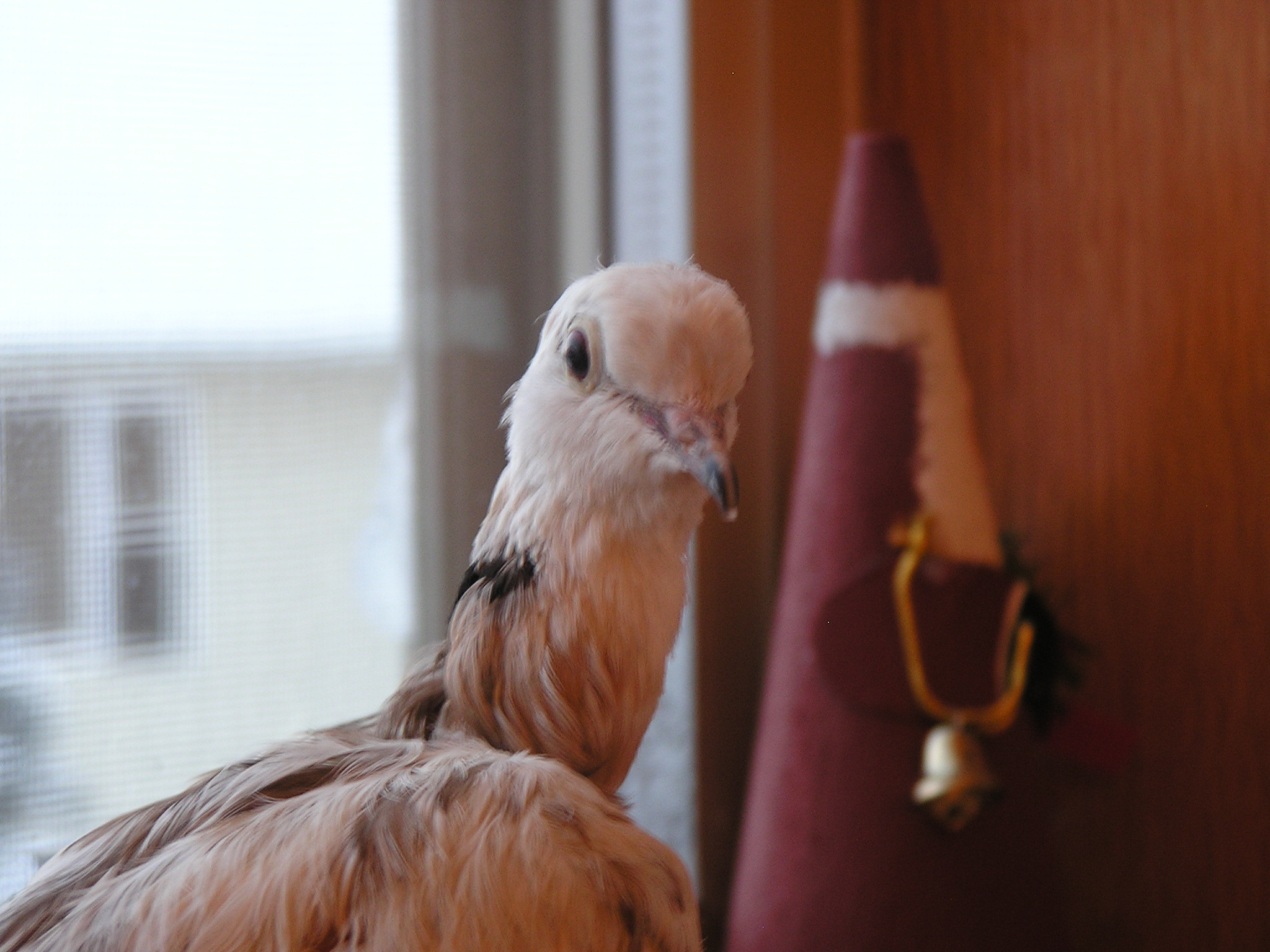 Her name is Thalassa. She is a rescued fawn-pied silky ringneck dove ...