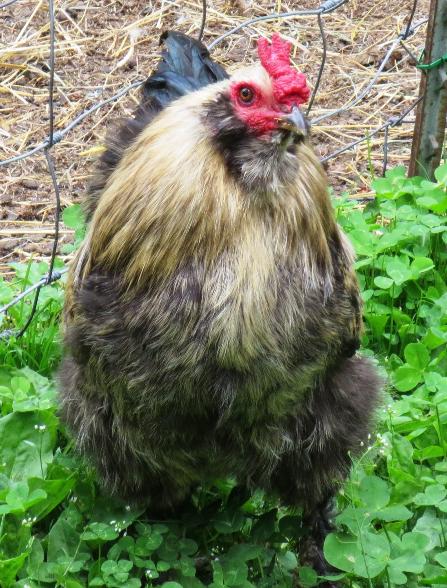Chickens with silky feathers | BackYard Chickens