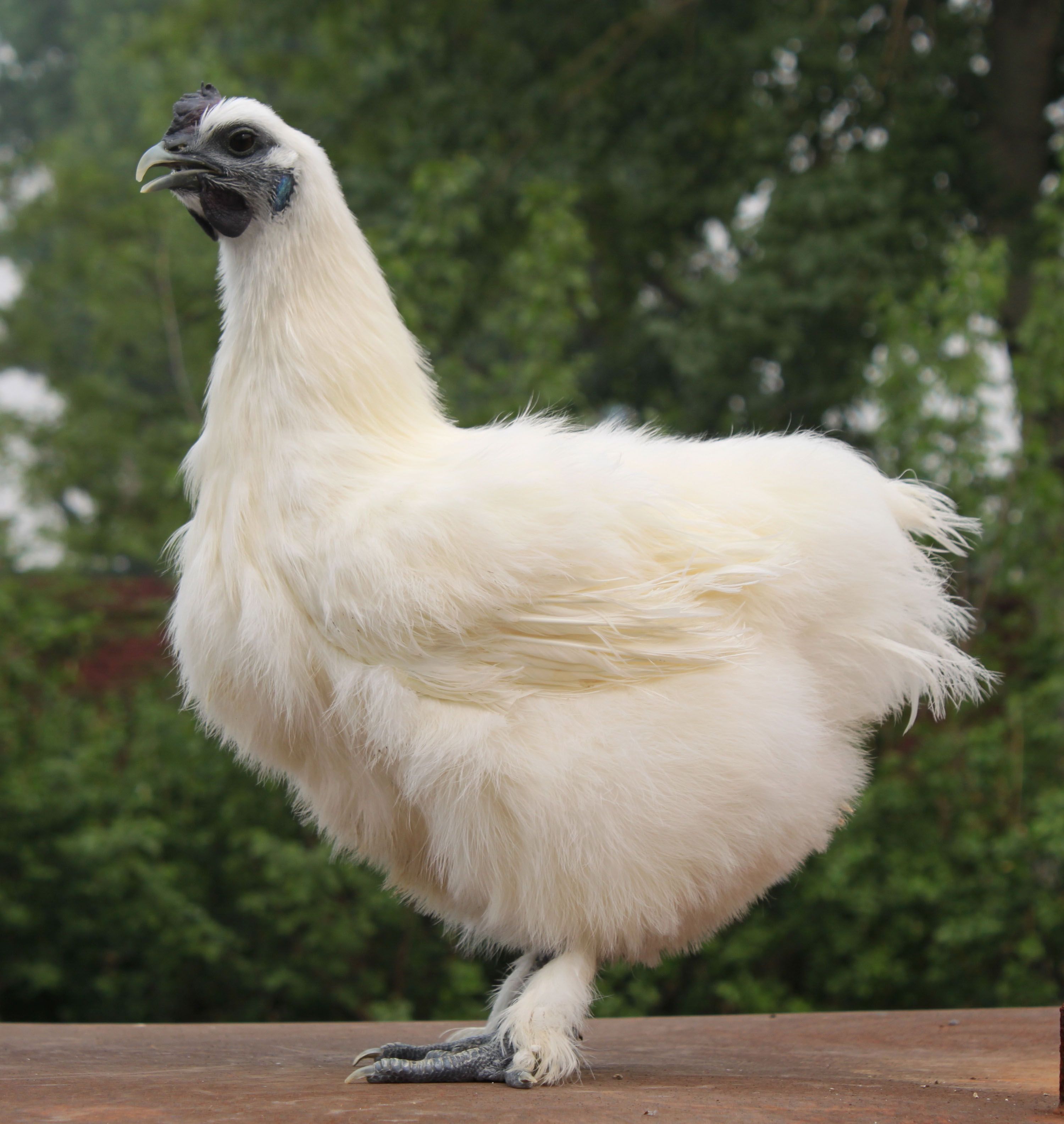 A cis-Regulatory Mutation of PDSS2 Causes Silky-Feather in Chickens ...