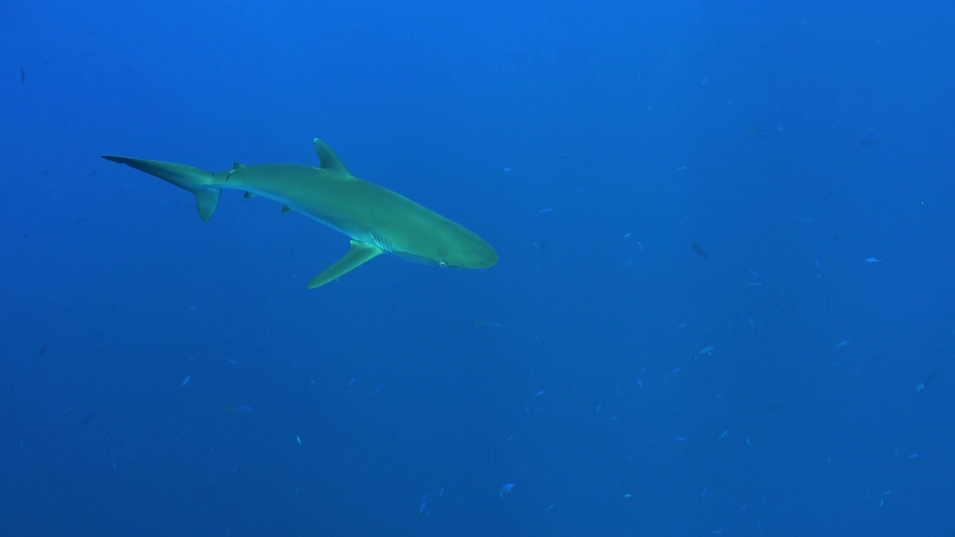 Silky shark swimming in the blue - Red Sea Stock Video Footage ...